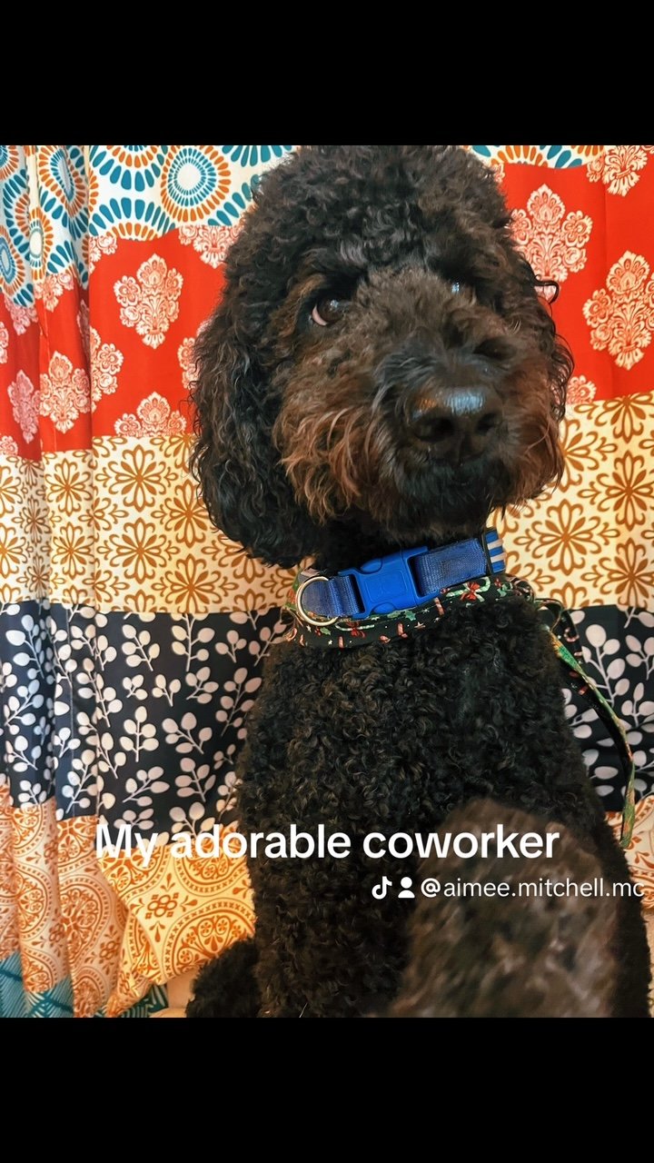 soul creative marketing agency goldendoodle.JPG