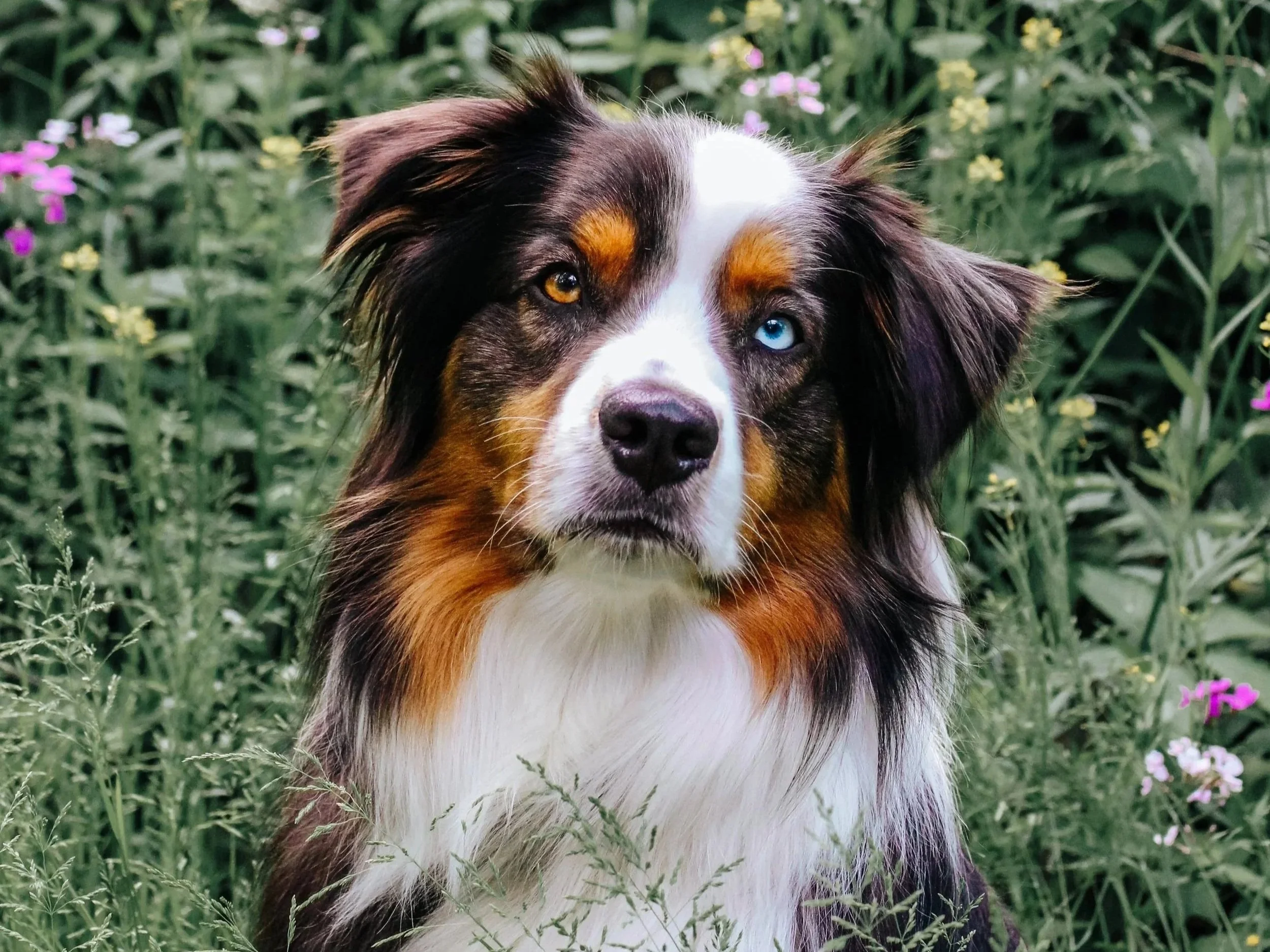A Australian Shepherd dog with heterochromatic eyes, one blue and one amber, sitting among green plants and small pink and yellow flowers.