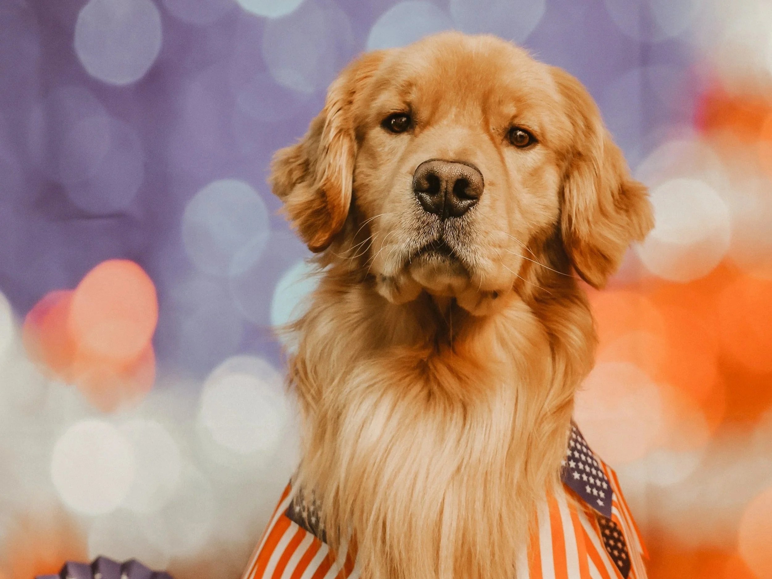 A golden retriever dog wearing an American flag-themed bandana, with a blurred colorful background.