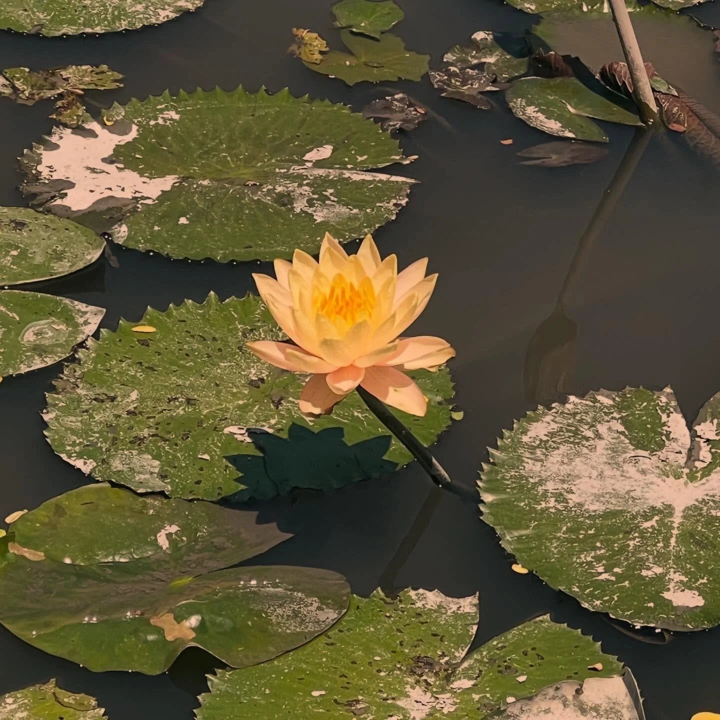 One of the biggest things I hear is 
&ldquo;what if I don&rsquo;t feel anything?&rdquo;

You don&rsquo;t need to be &lsquo;spiritual&rsquo; or experienced. 
Reiki meets you exactly where you are.

Some people feel a lot, some feel subtle shifts - bot