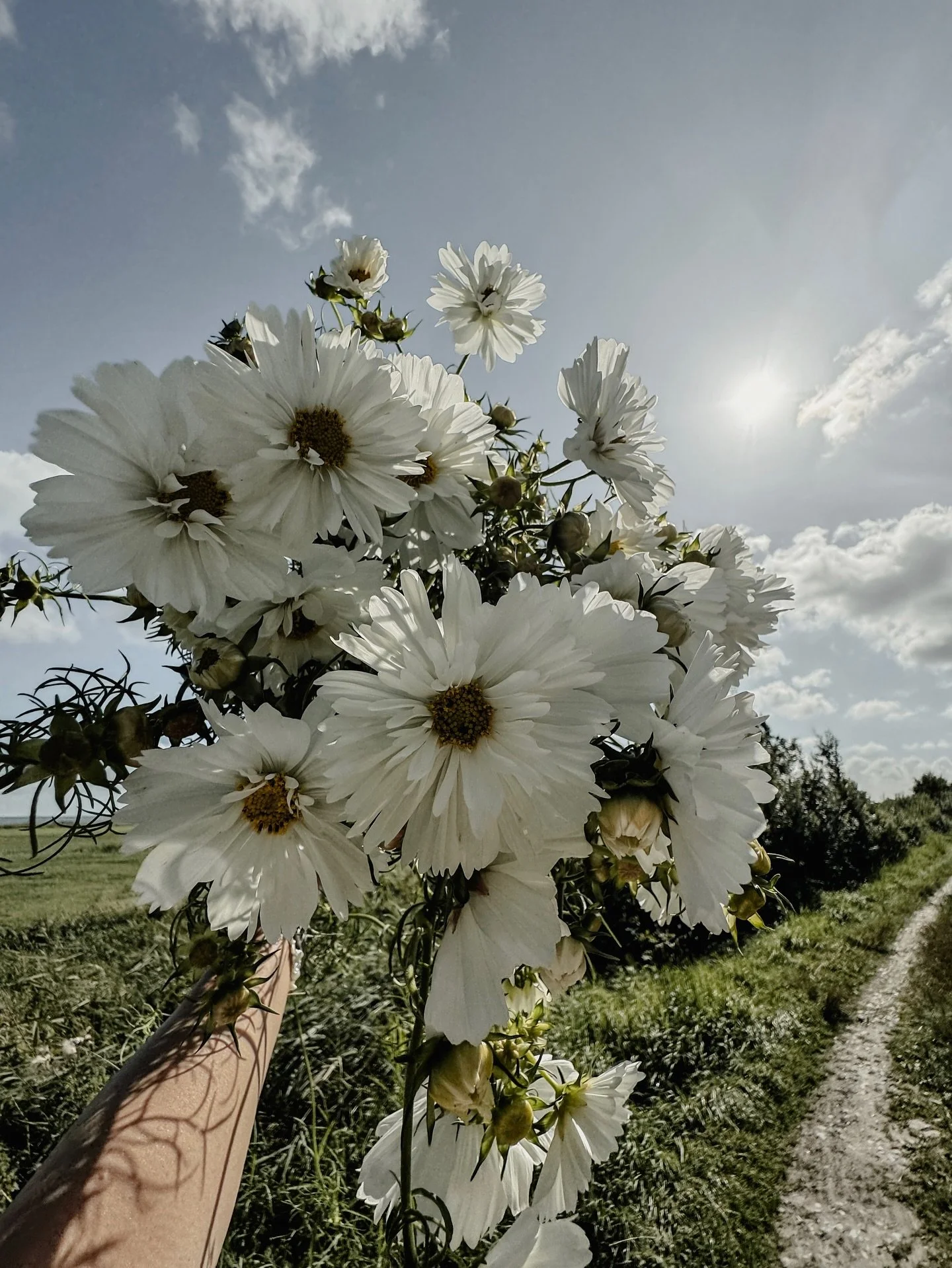 &mdash; cosmea &mdash; 

#flowers #flowerphotography #cosmea #cosmosflower #cosmosbouquet #cosmos #aestheticflowers #eventstyling #eventdesign #sylt #syltliebe