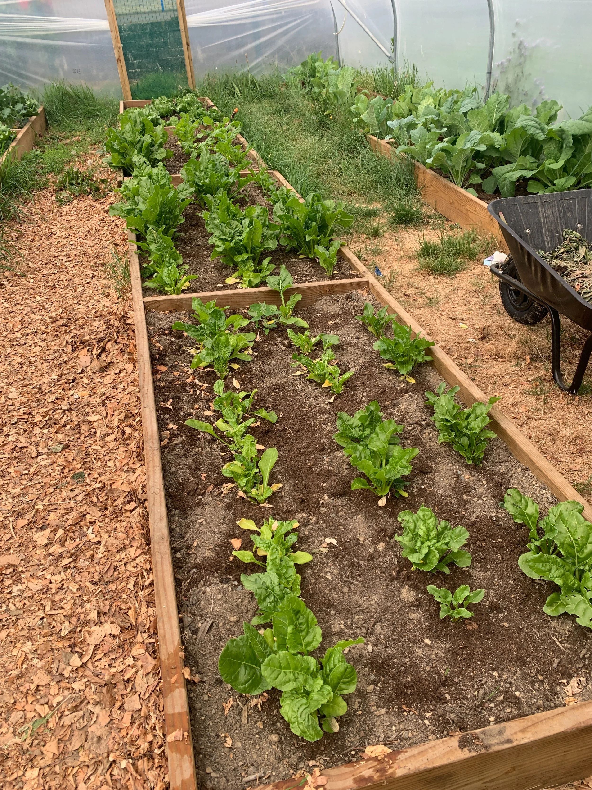 The Pop Up Shop is back today! The TYs will be outside from 2:15-3:45pm selling freshly picked spinach (and a few carrots!), hand grown, hand picked and hand washed. All to raise money for @pieta.house