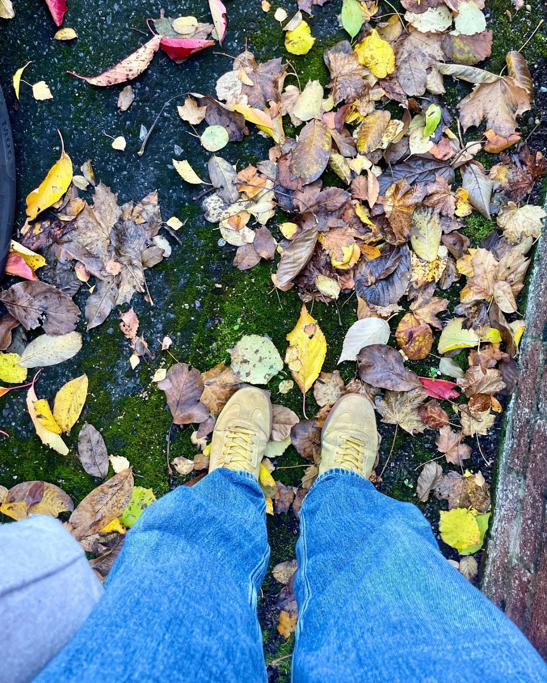 🍁 Autumn is such a therapist 😃:
holding space, simply listening.
And if YOU listen too,
you&rsquo;ll find the quiet beauty
in letting go.

Autumn, you are golden&mdash;
a golden drift in life.
Life, where we surrender&mdash;
surrender to mortality.