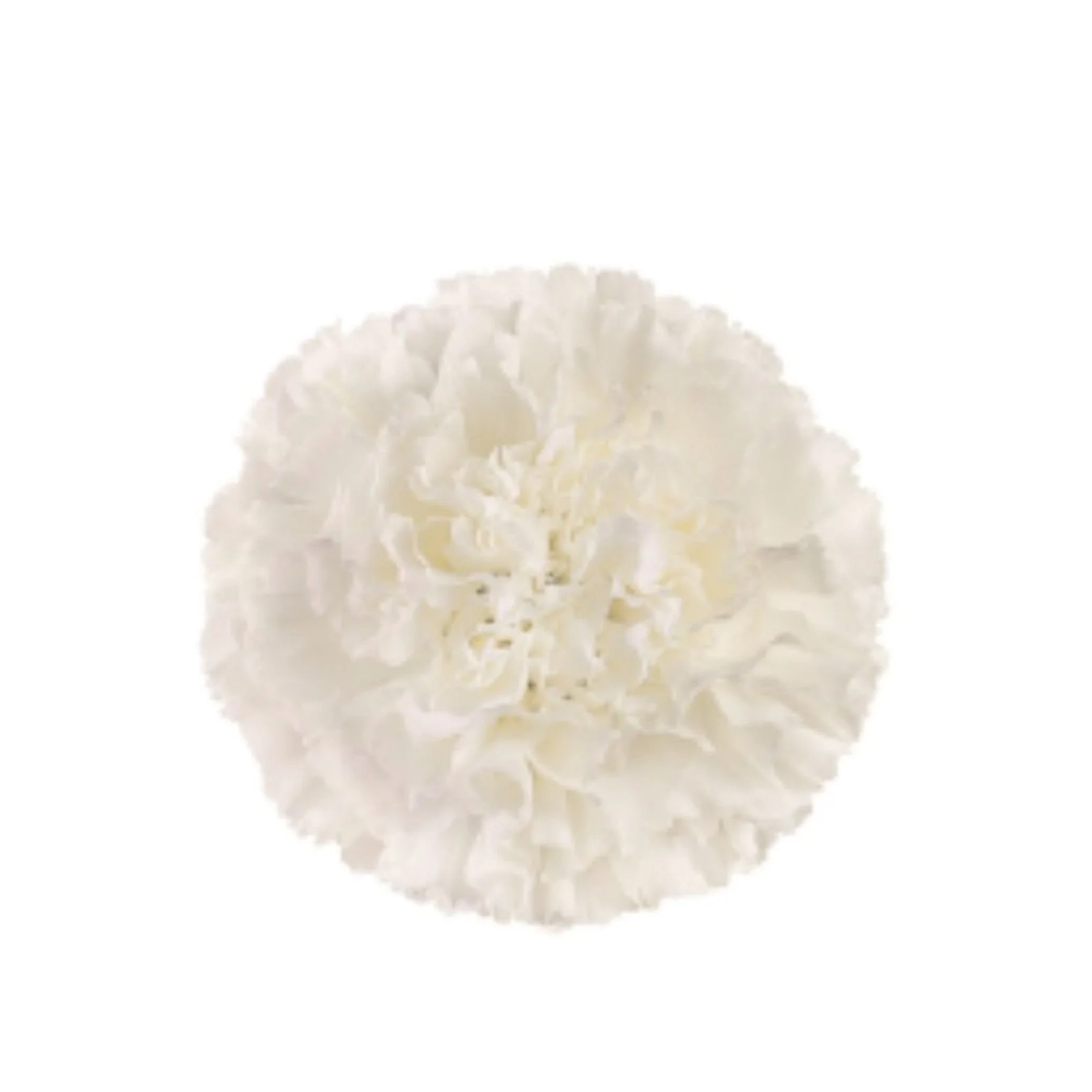 Sims Carnations — Auswest Petals