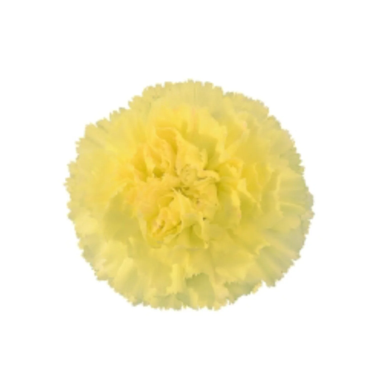 Sim Carnations Sims Carnations — Auswest Petals