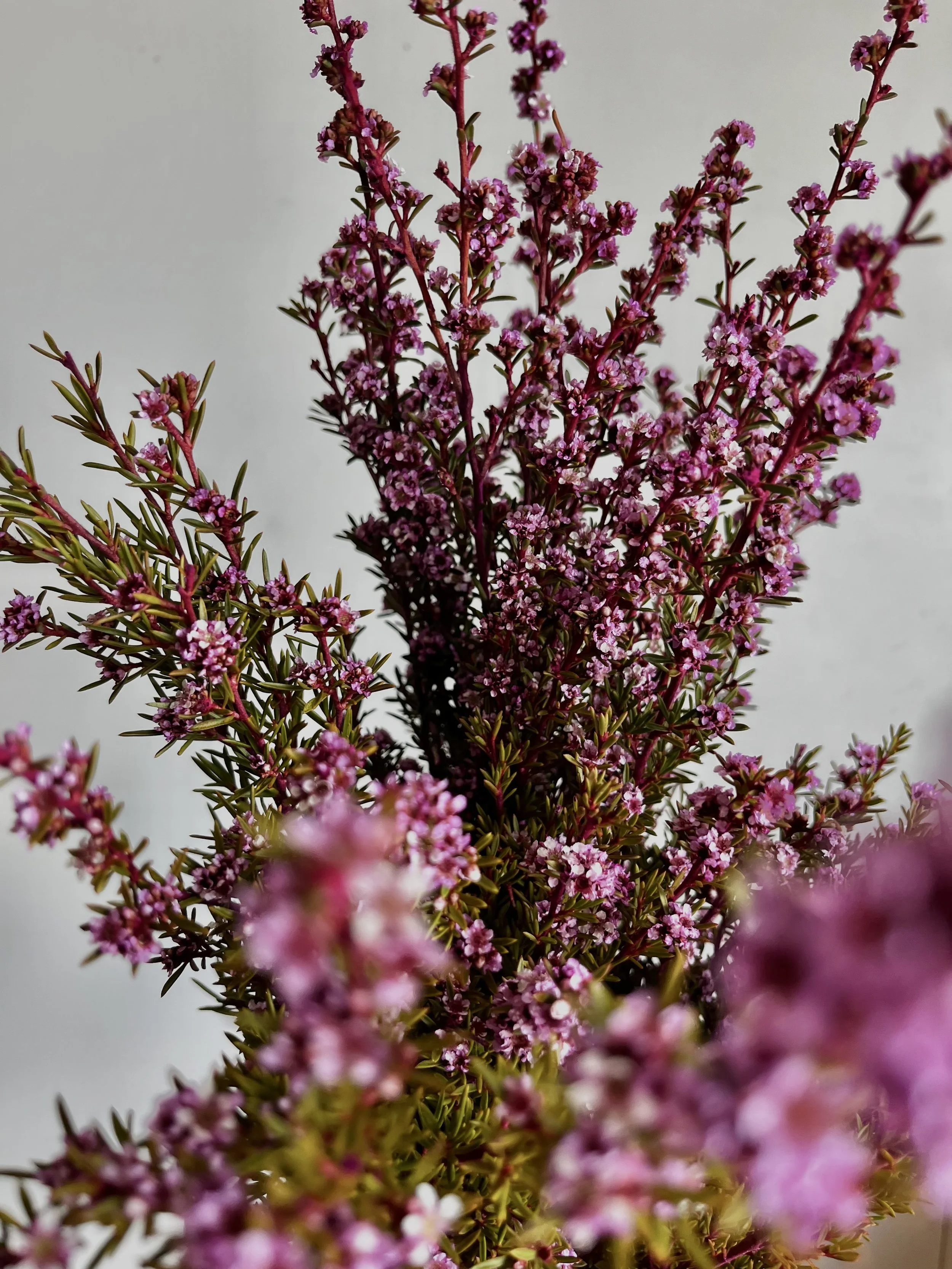 Floral Catalogue — Auswest Petals