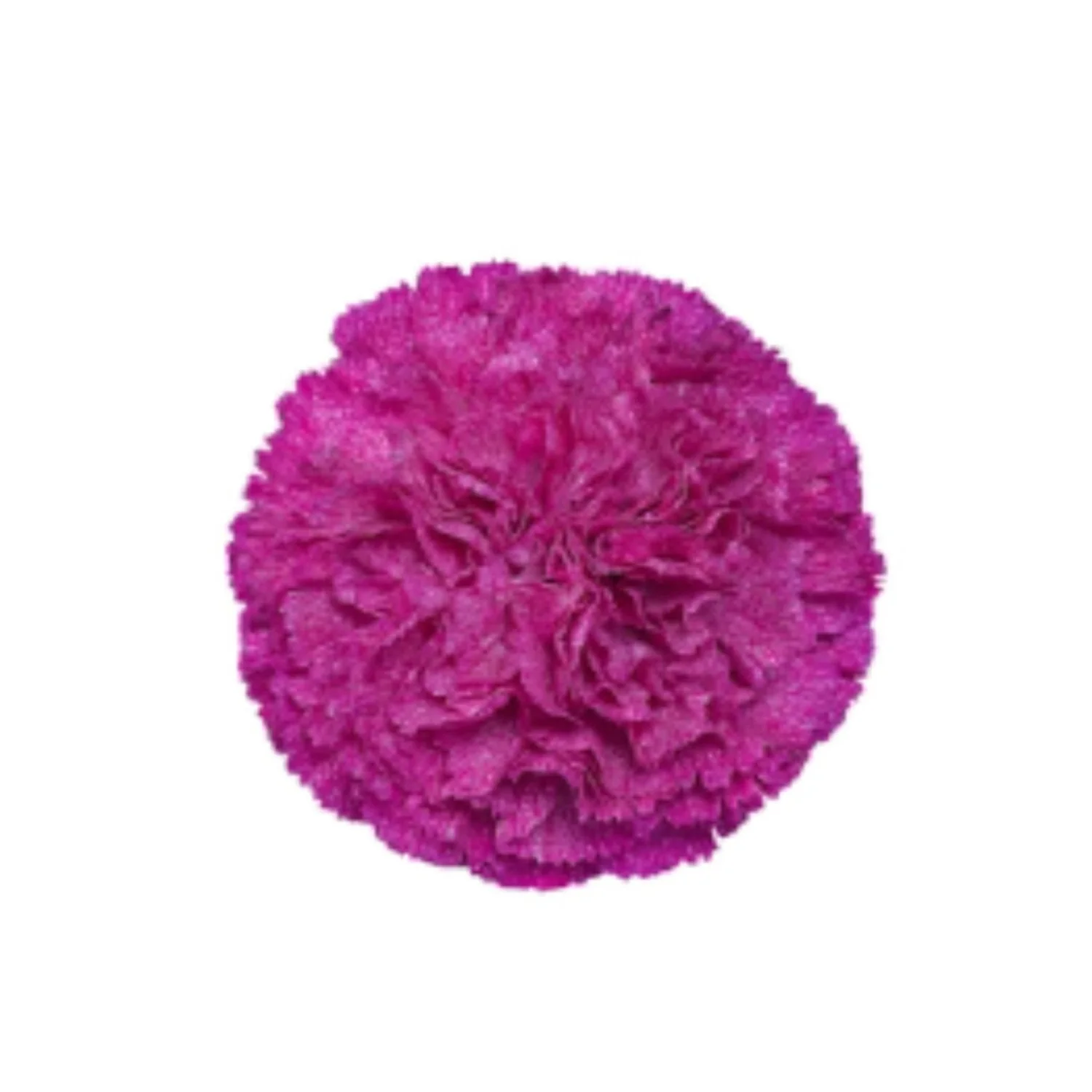 Sims Carnations — Auswest Petals