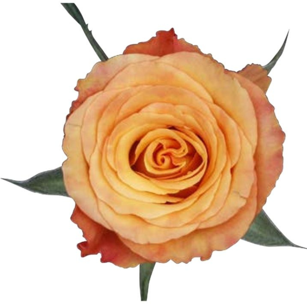 Roses — Auswest Petals