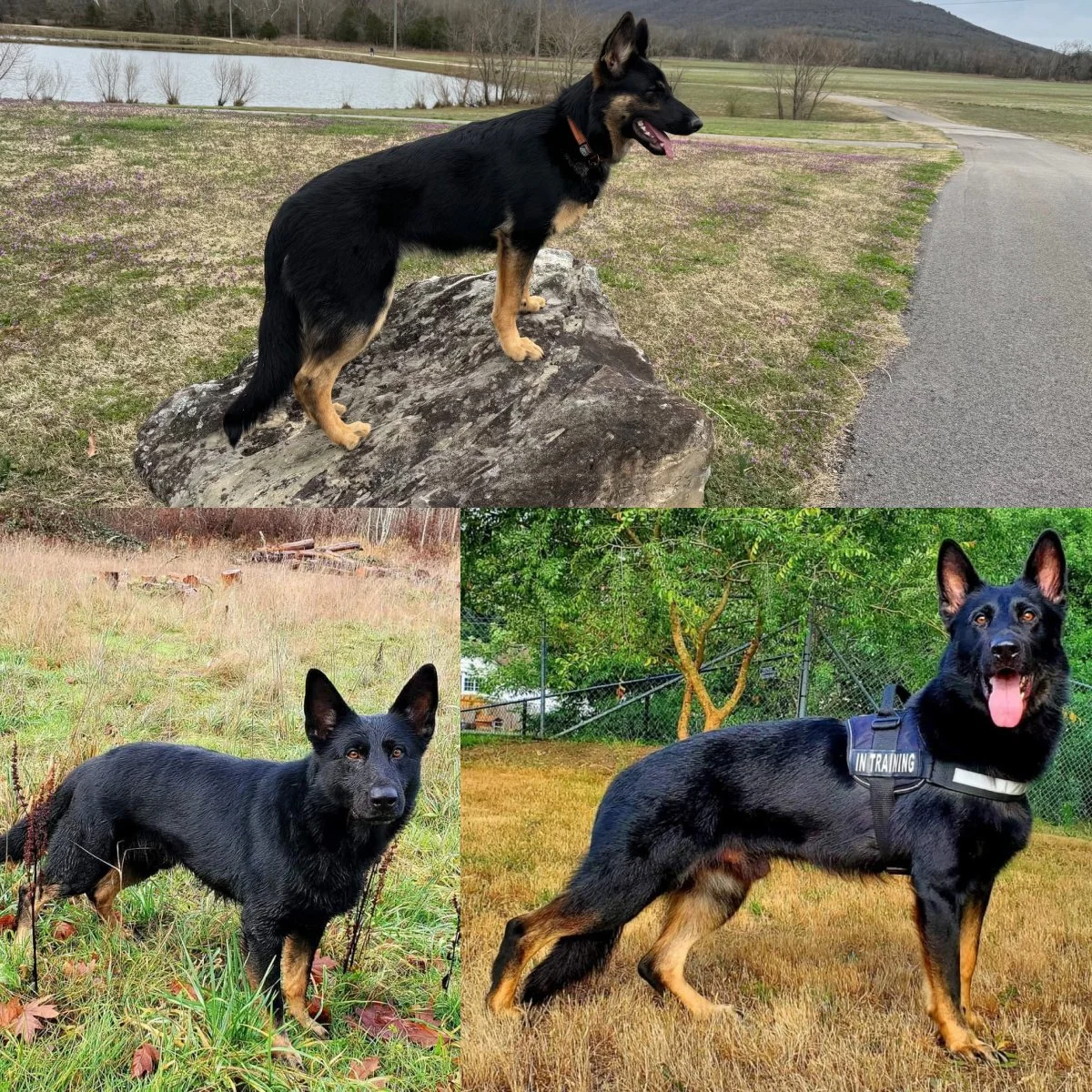 Hazel Godric Tryp.jpg