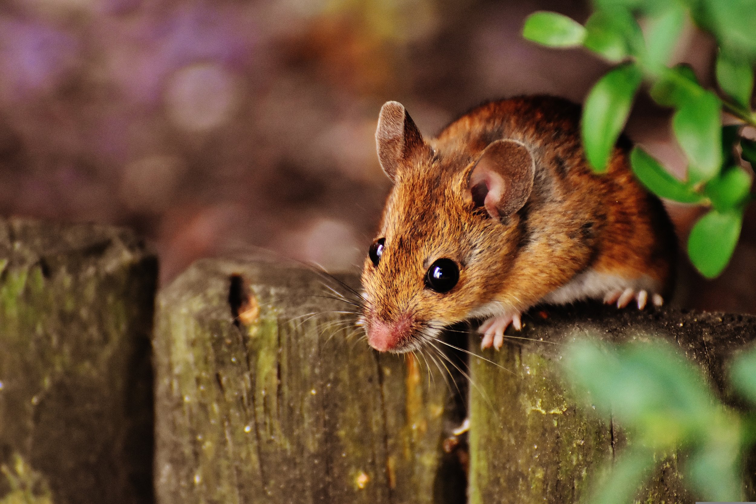 éradication de souris et dératisation