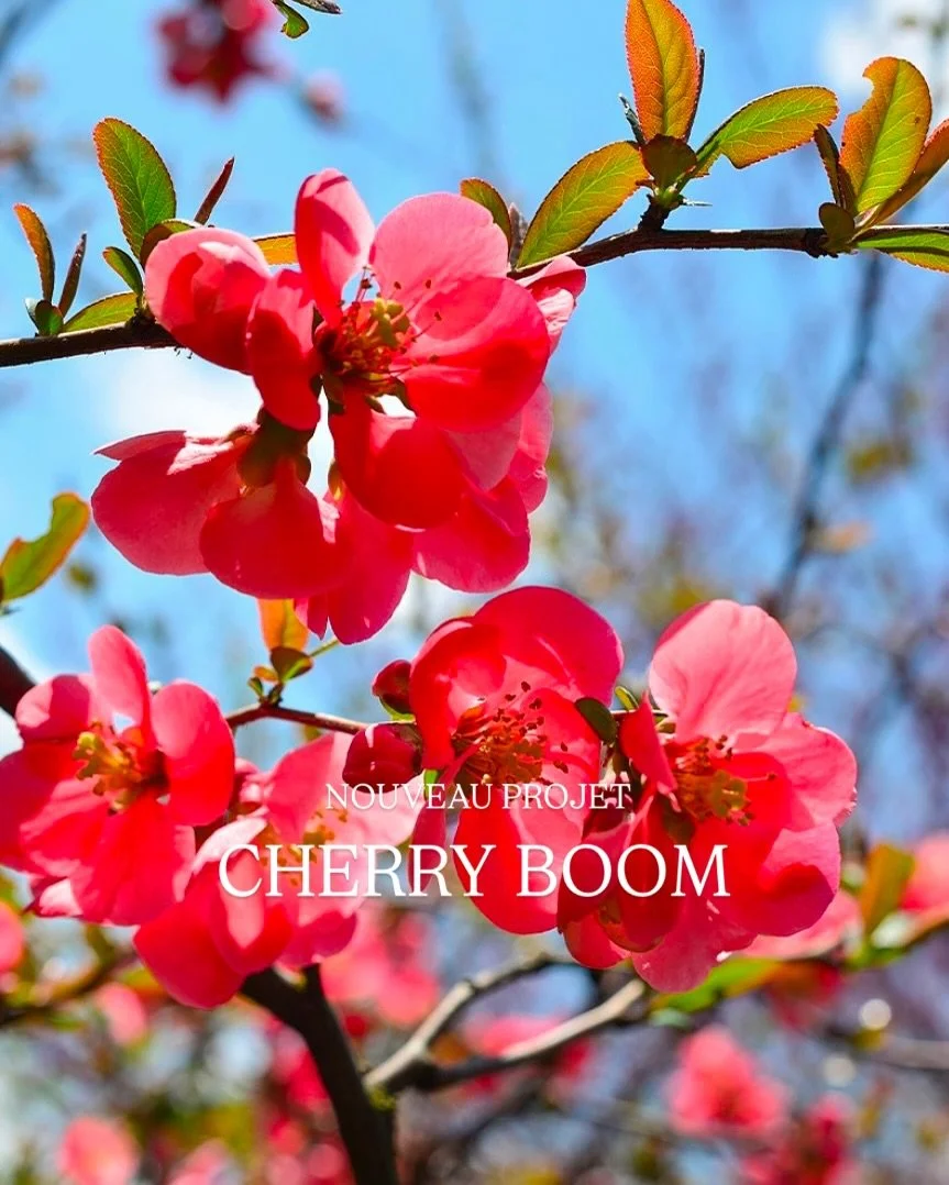 Projet Cherry Boom ! 🌸🍒 
Comme un printemps en devenir ! 
Pour ce projet, j&rsquo;ai r&eacute;uni une palette inspir&eacute;e des cerisiers en fleur: du pourpre d&eacute;licat, du blanc lumineux, du rose &agrave; l&rsquo;or &hellip; chacun de ces v