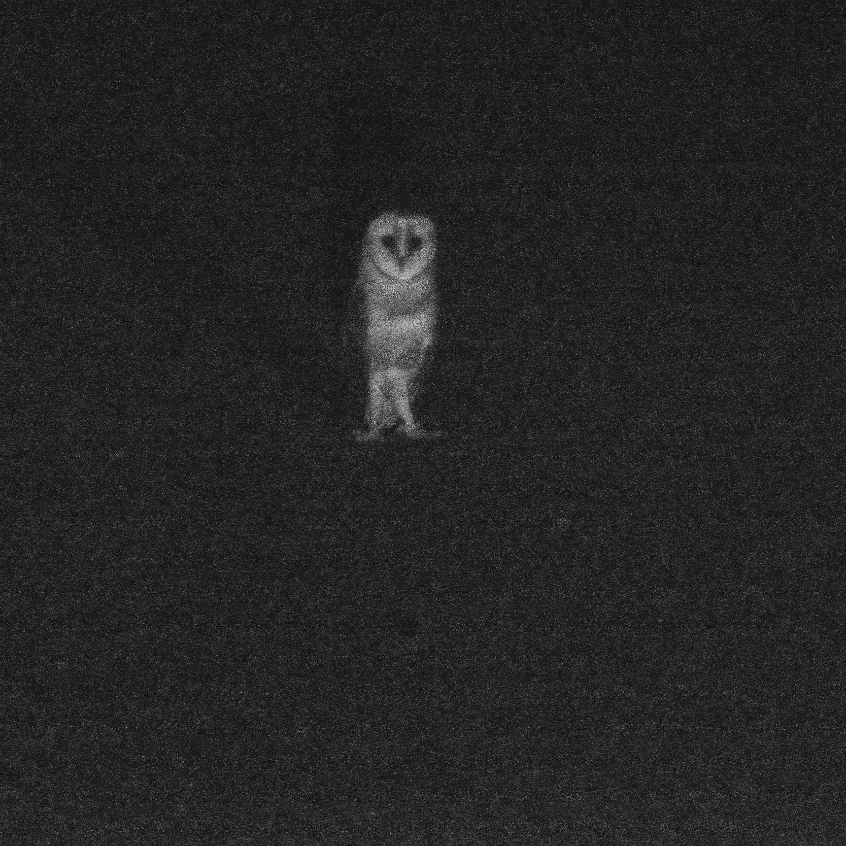 The Barn Owl Gets Help