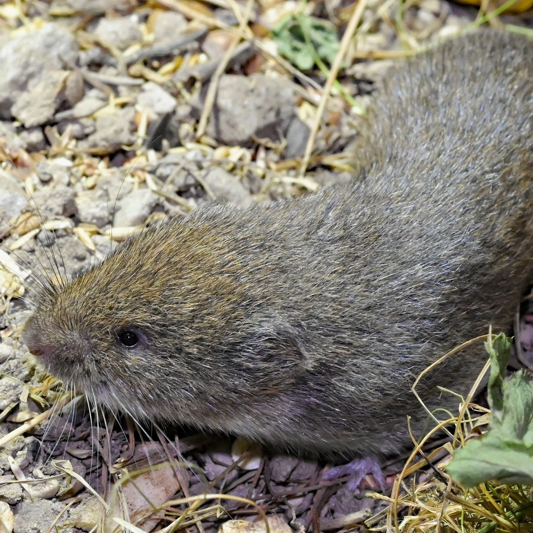 Bright Spots for the Bavarian Short-eared Mouse