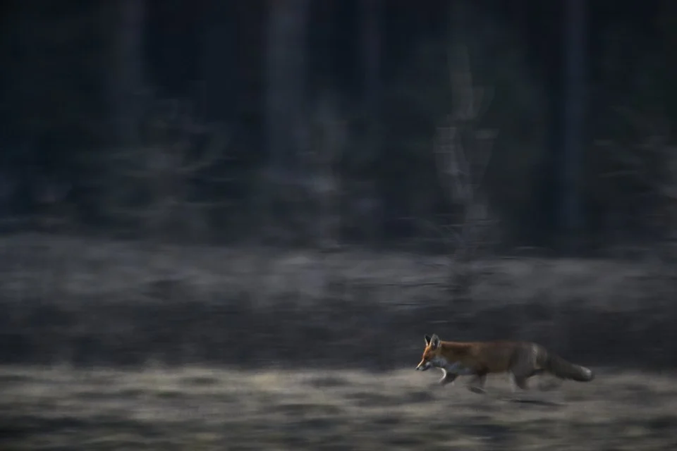 _K5A9230Fuchs.jpg