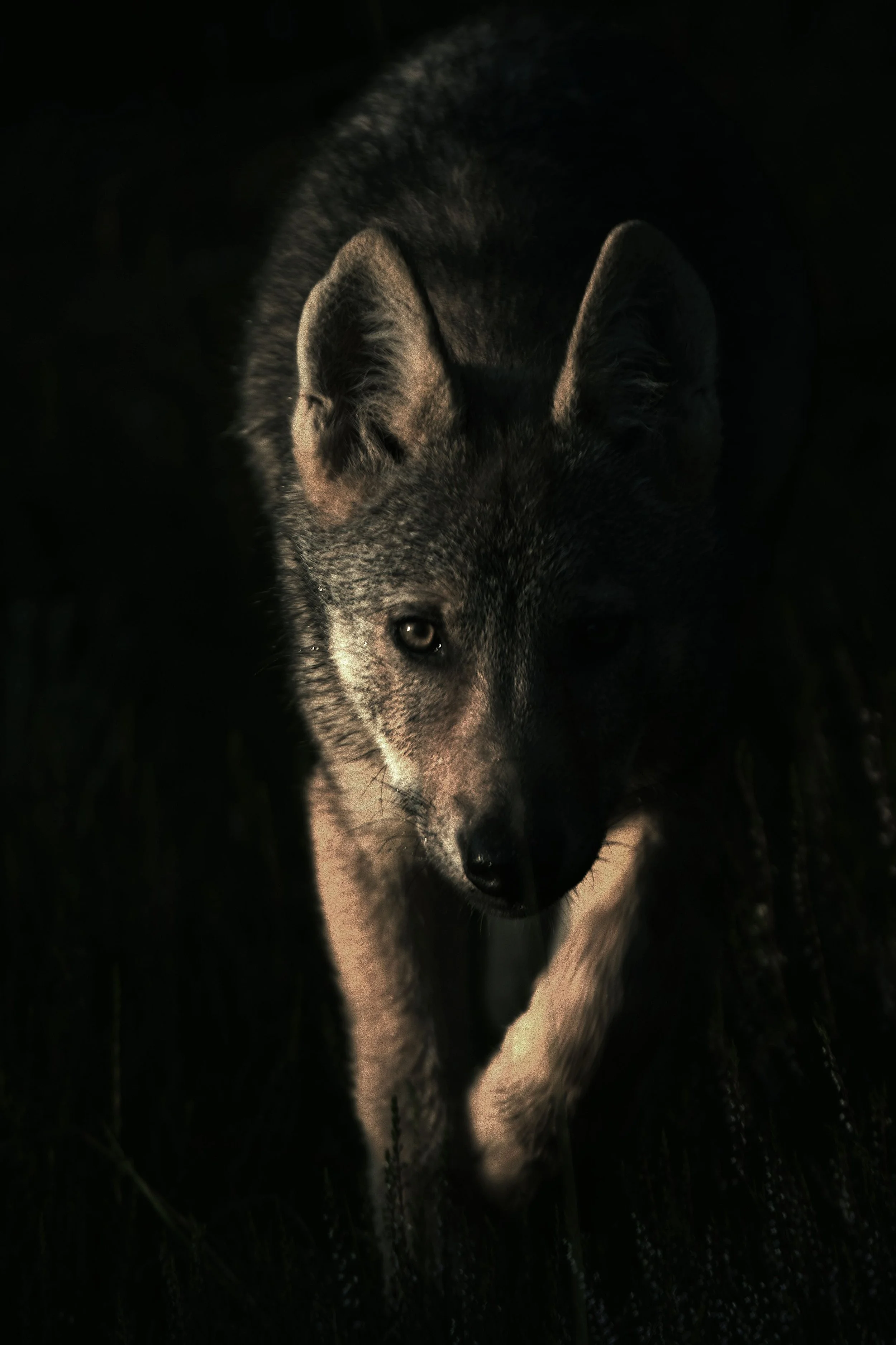 Jungwolf.jpg