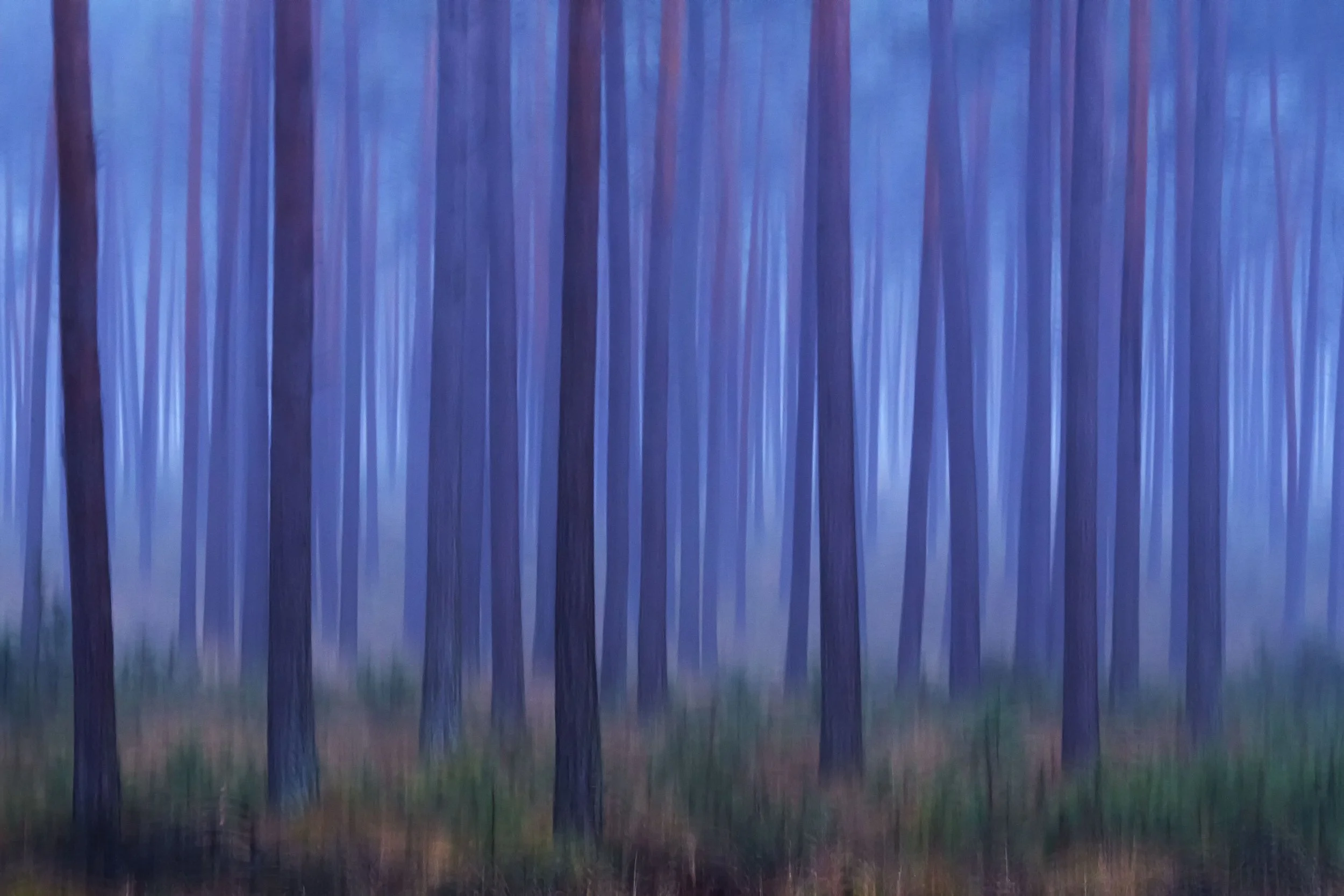Kiefernwald-1.jpg