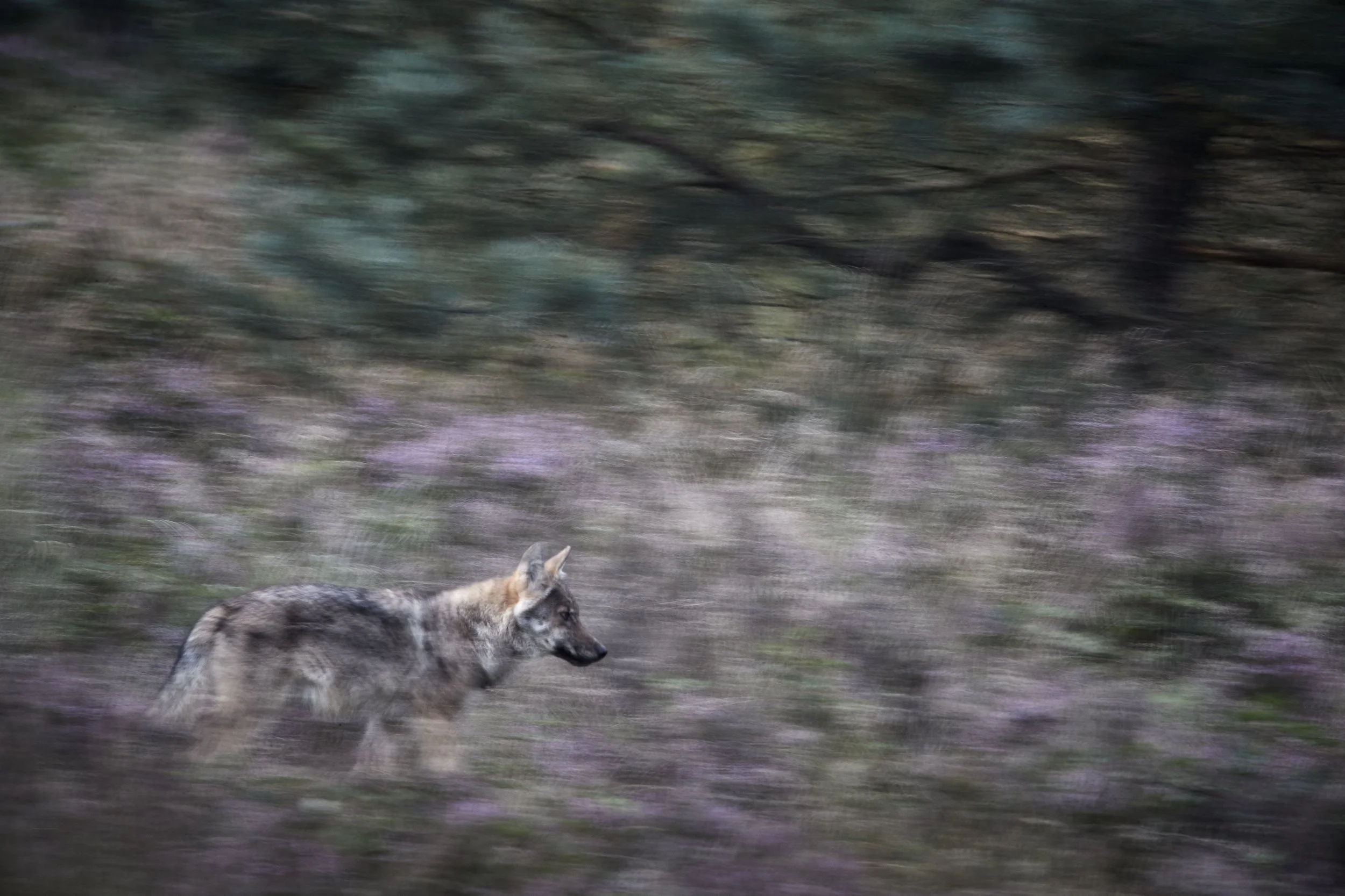Jungwolf_Heide.jpg