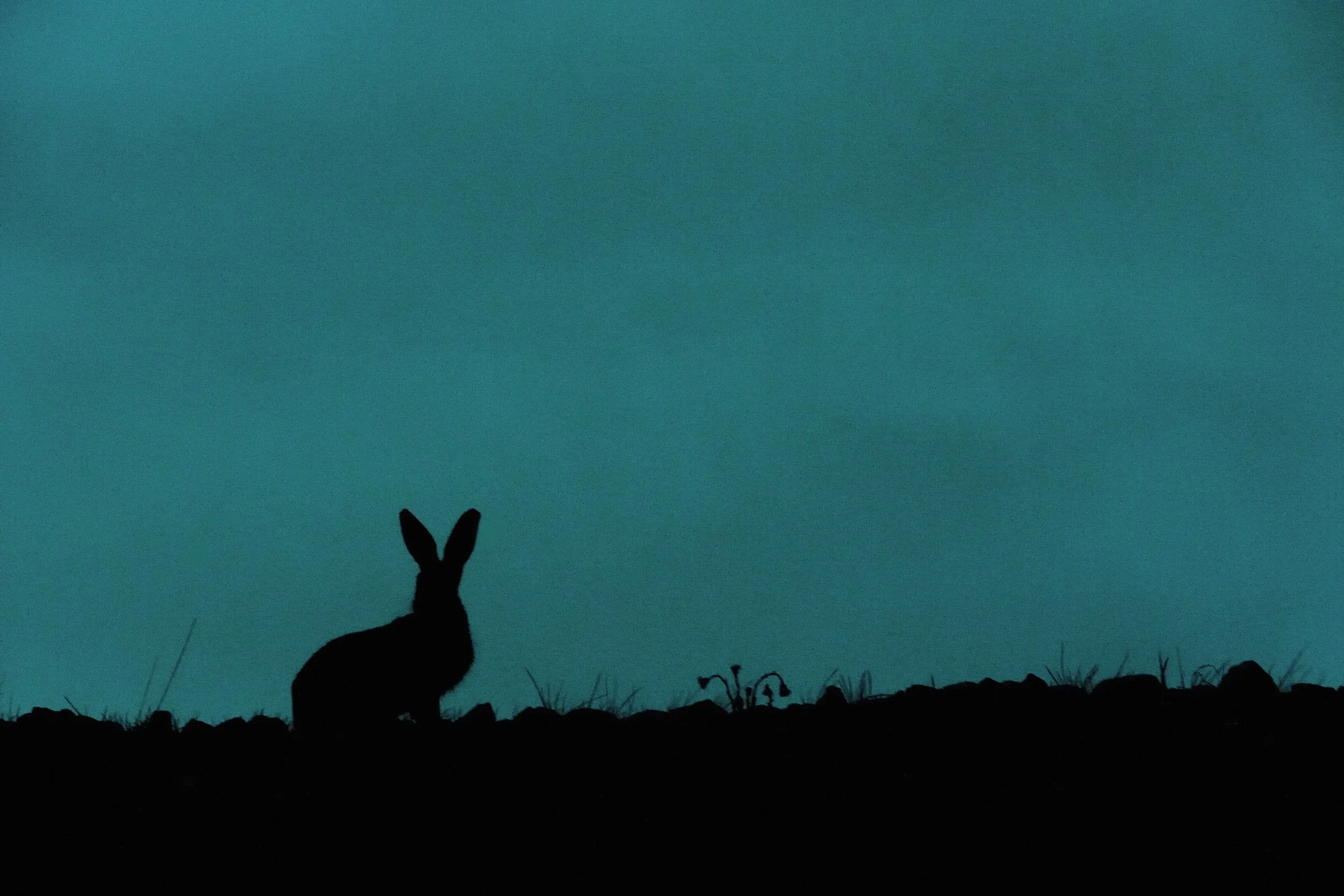 Osterhase.jpg