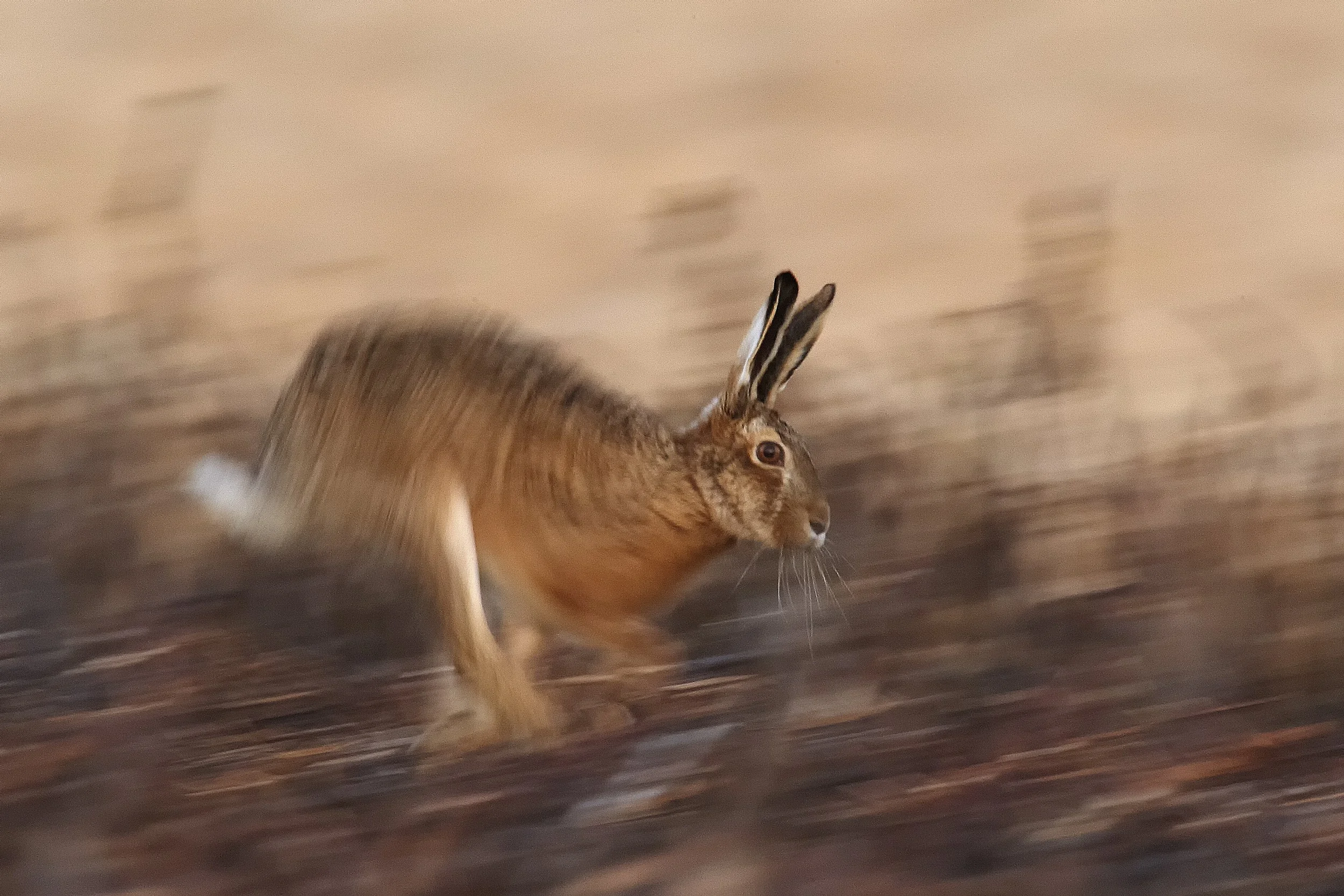 Hase.jpg