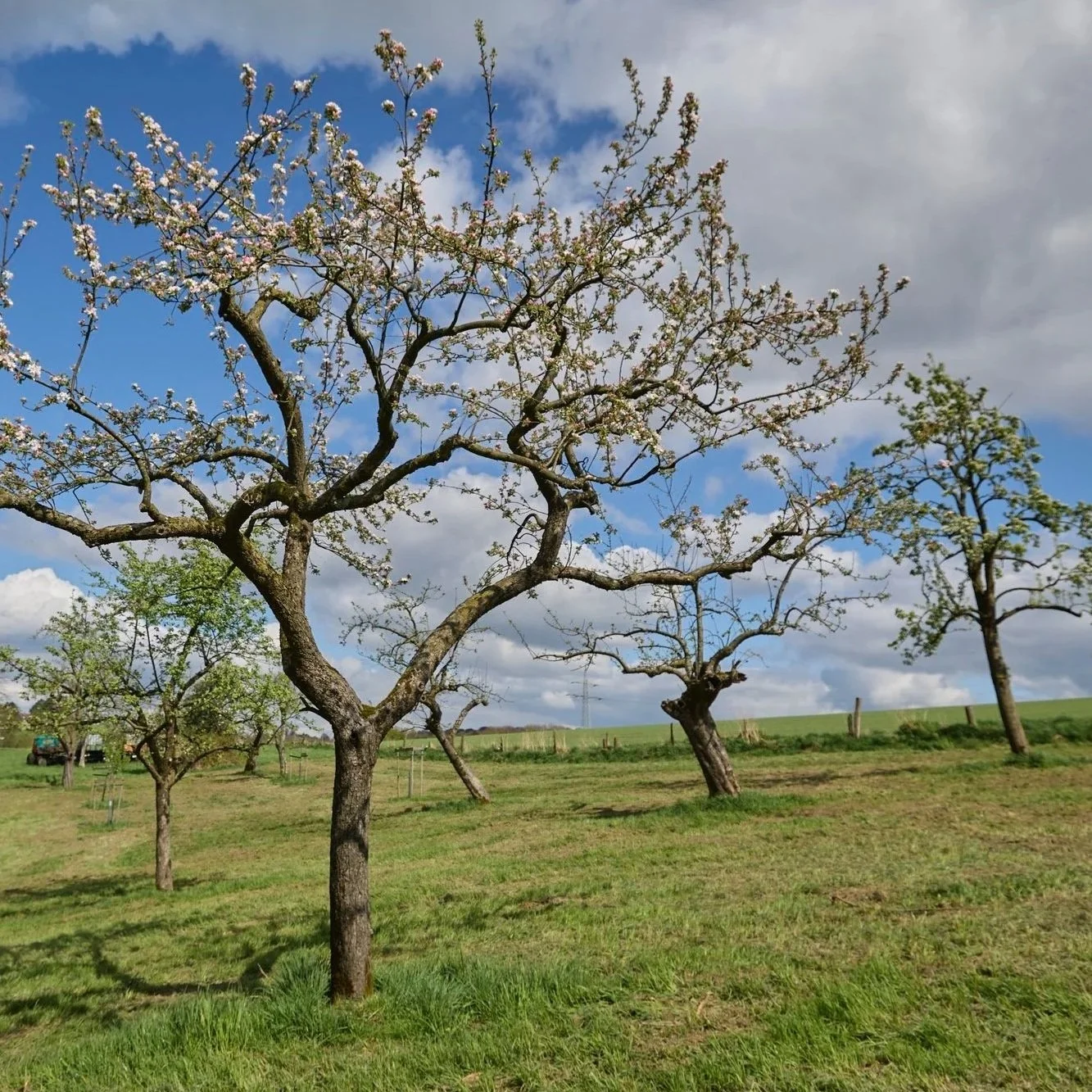The Orchard in Oberdussel
