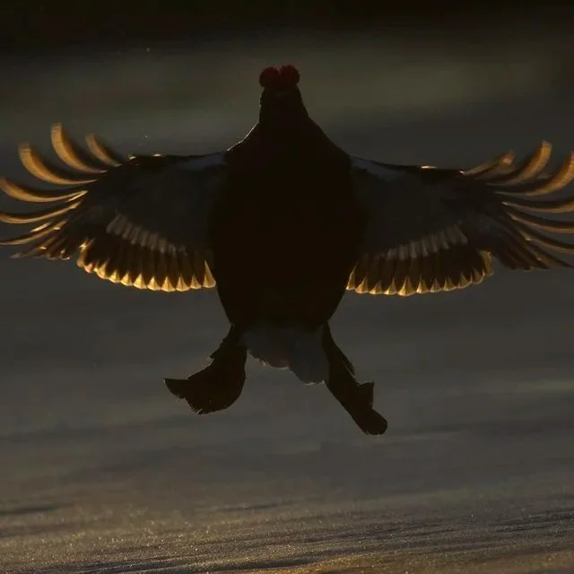 Upwind for the Black Grouse