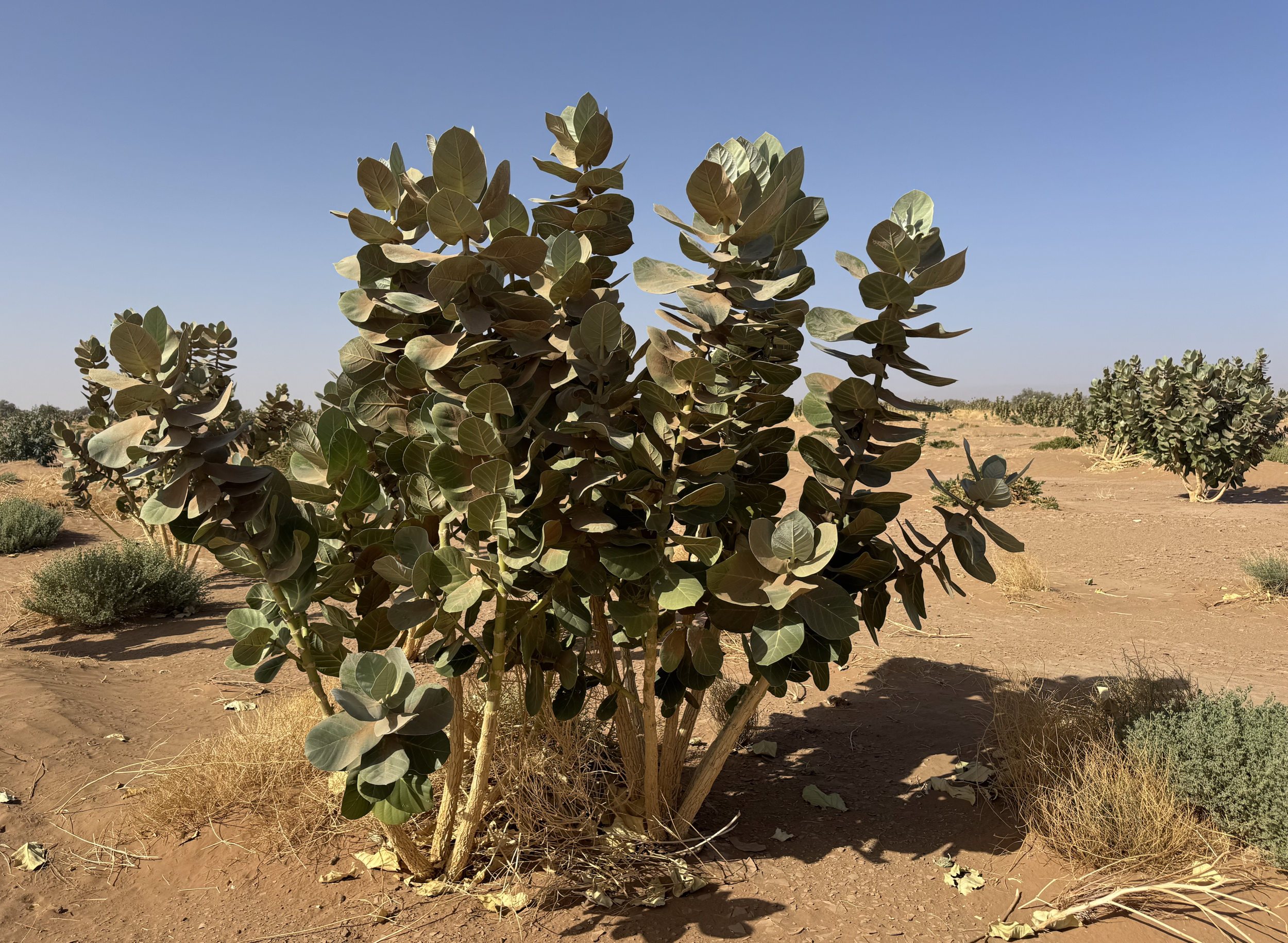 Screenshot 2026-03-30 at 12.59.31.png