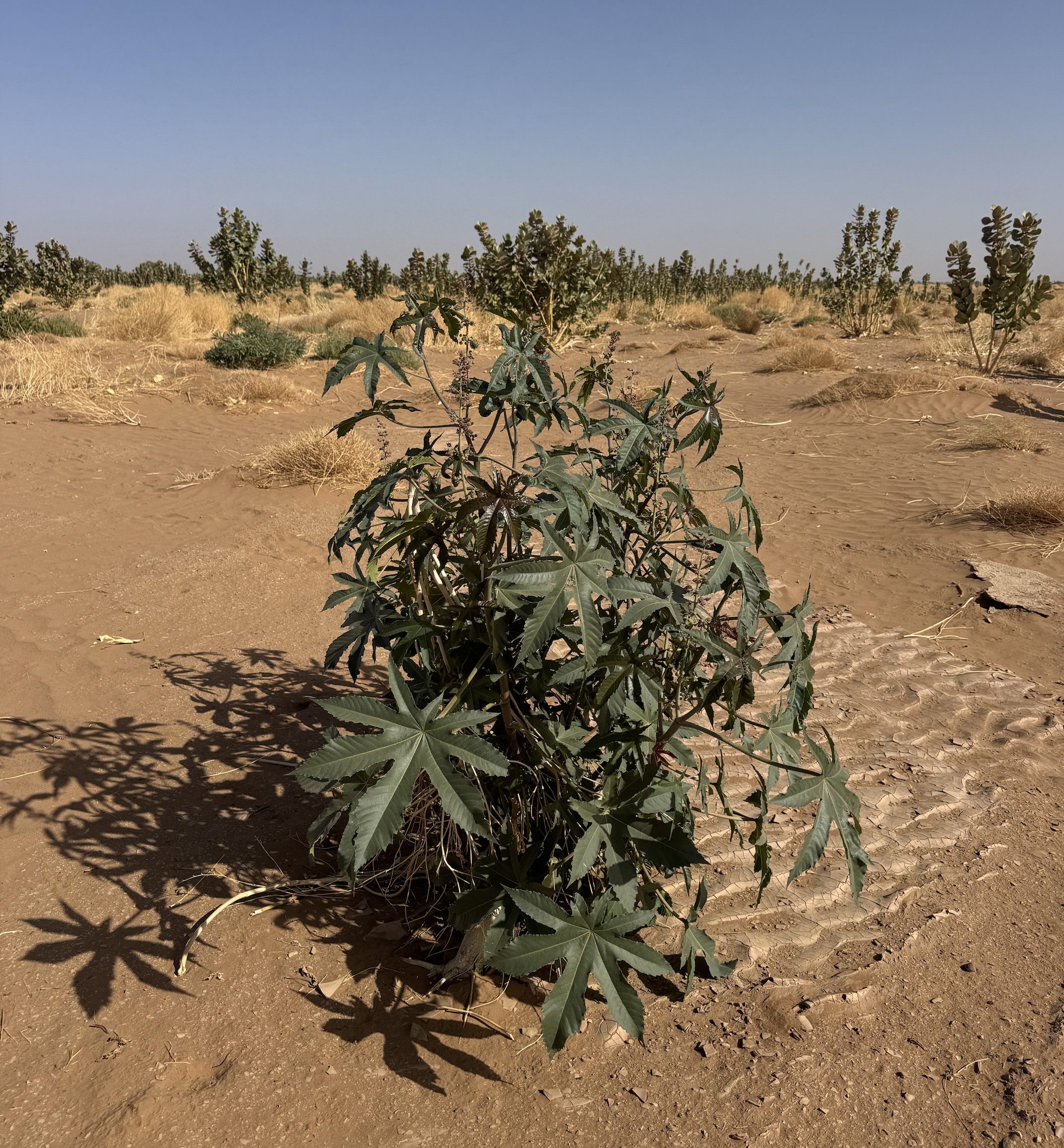 Screenshot 2026-03-30 at 12.59.38.png