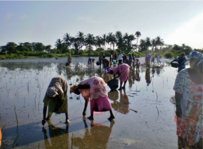 Women plant and care for mangrove tree seedlings. Credit: Gaspésie et les Îles CEGEP
