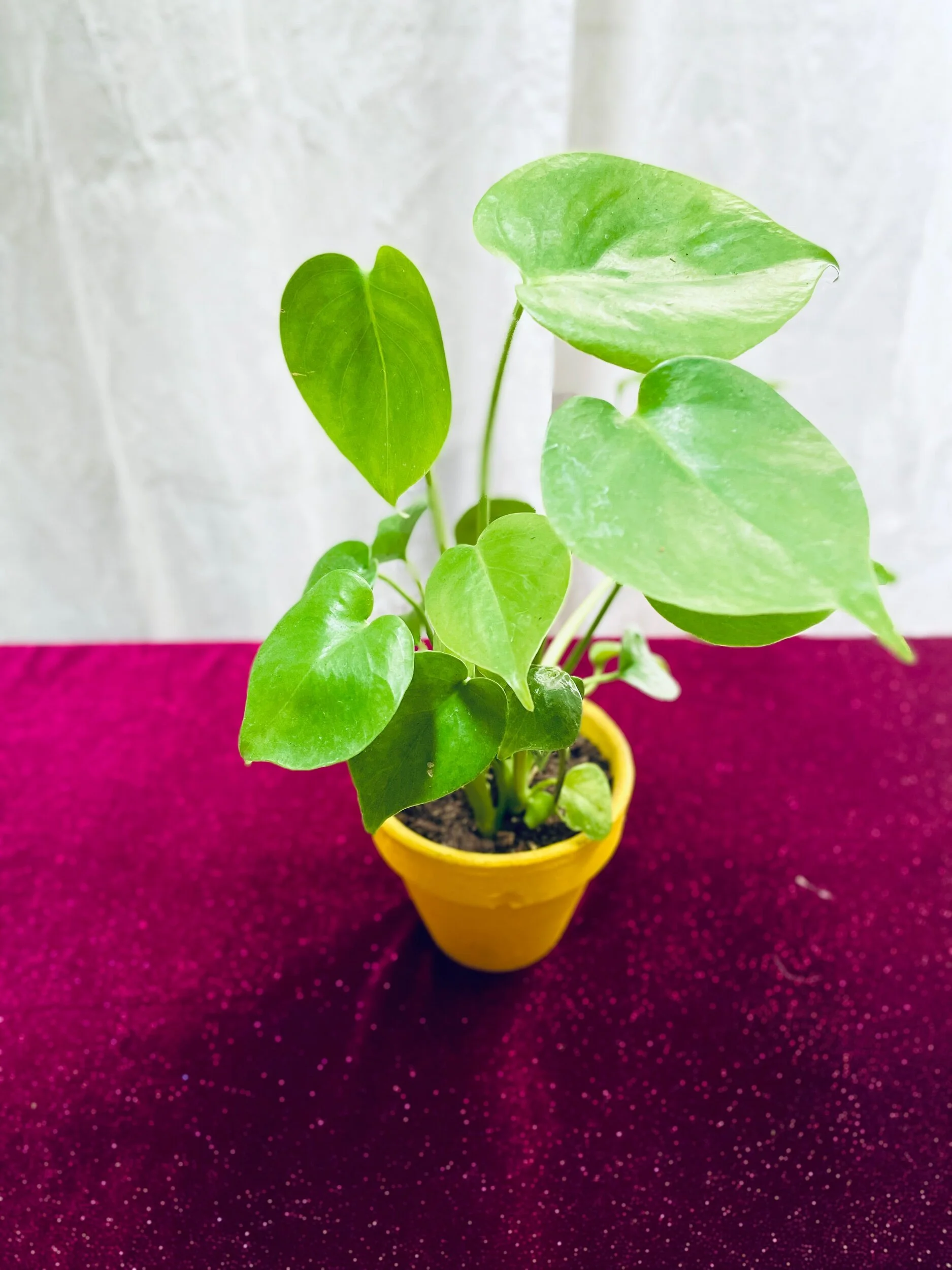 8541A24F-DDBB-4980-9E5B-45D831943B62