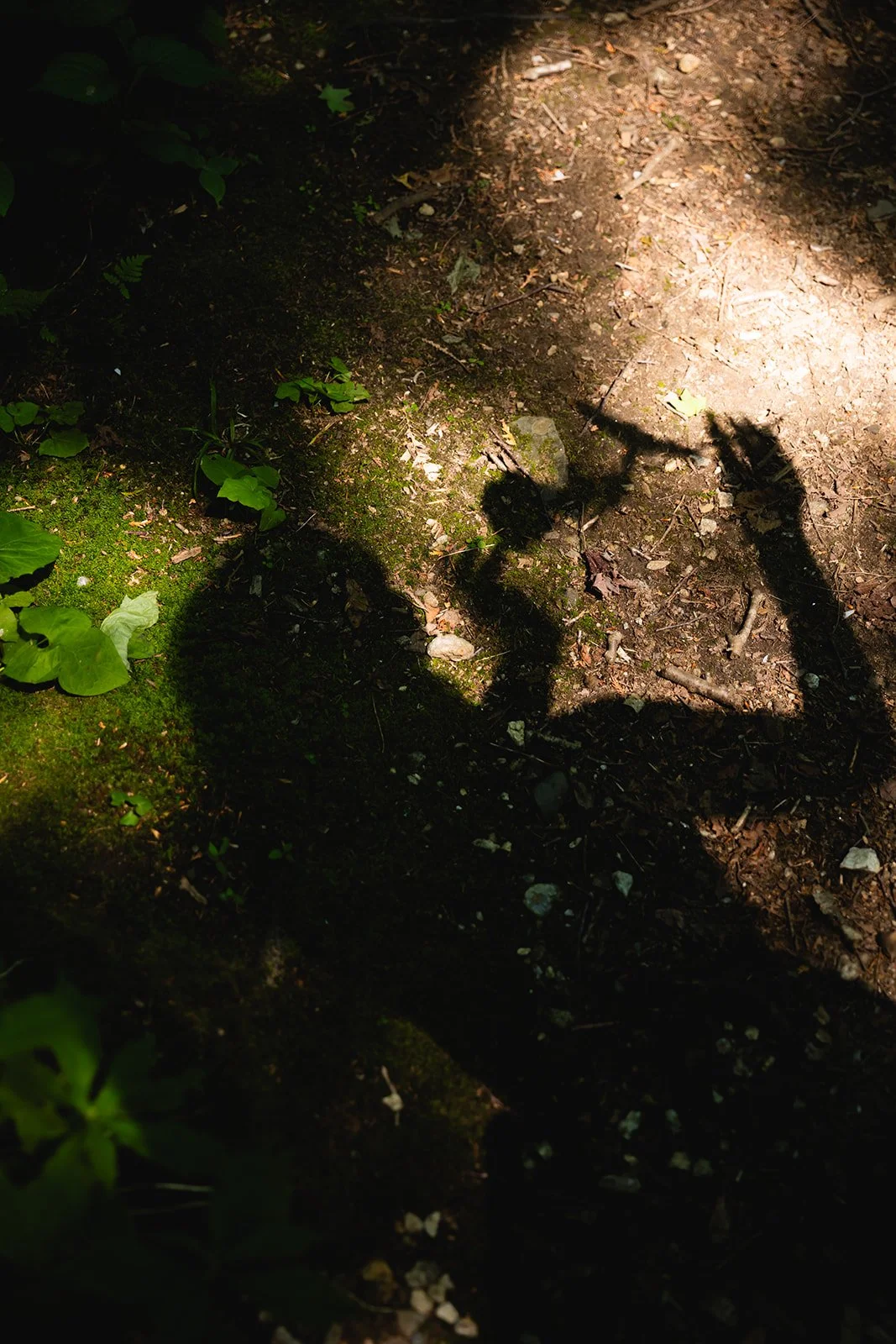 Shadow of a person taking a photo on a forest ground illuminated by sunlight, with green plants and moss on the soil.