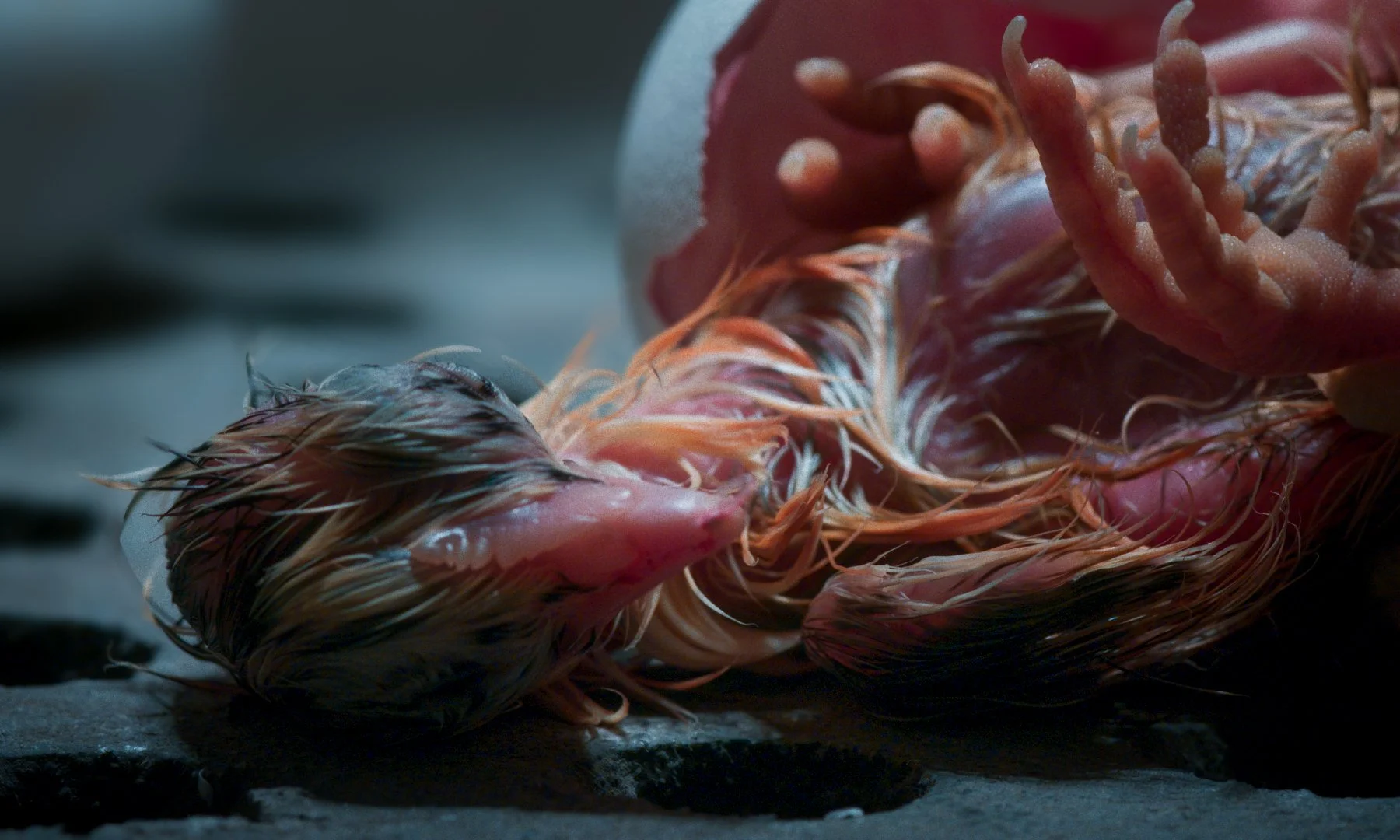 A close-up of a baby bird being born, with extricated shell, lying on a dark surface.
