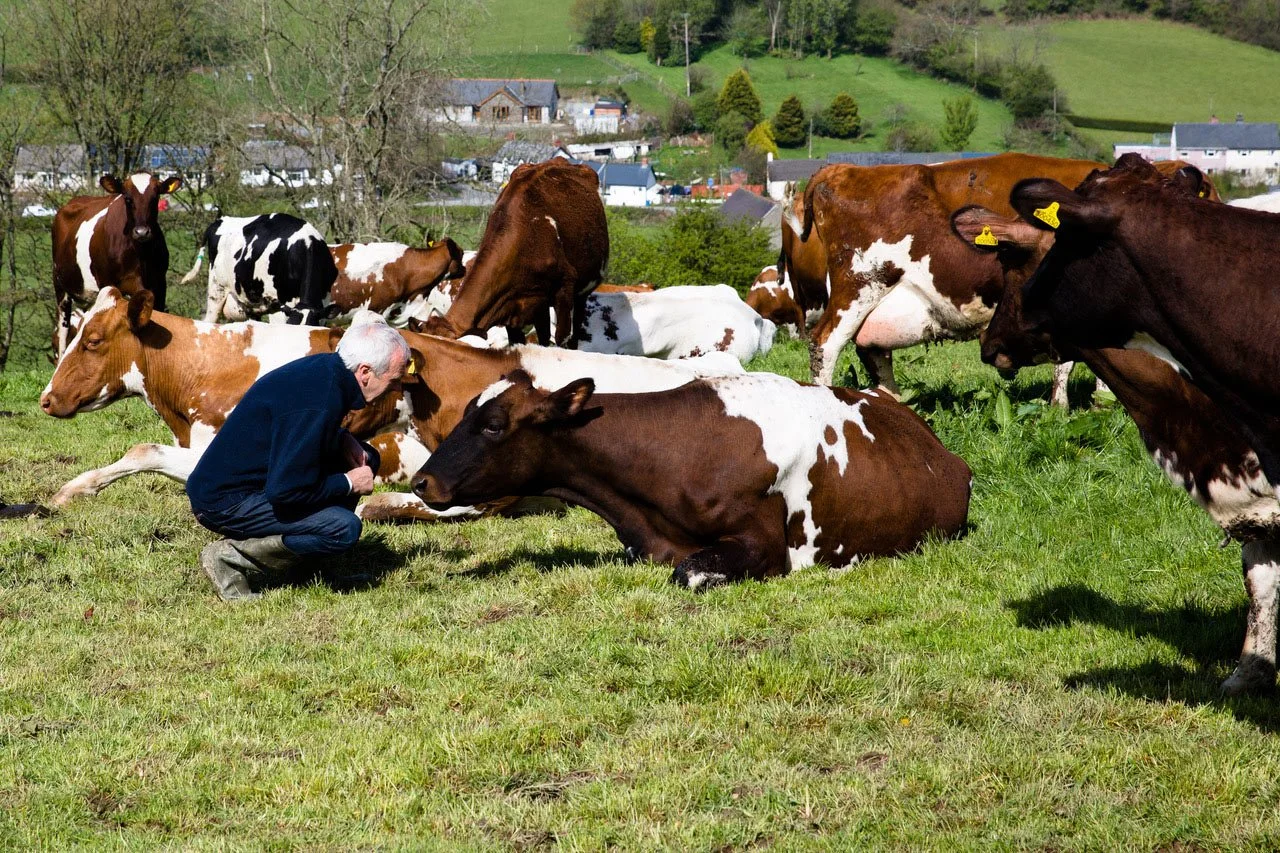 Holden Farm Dairy