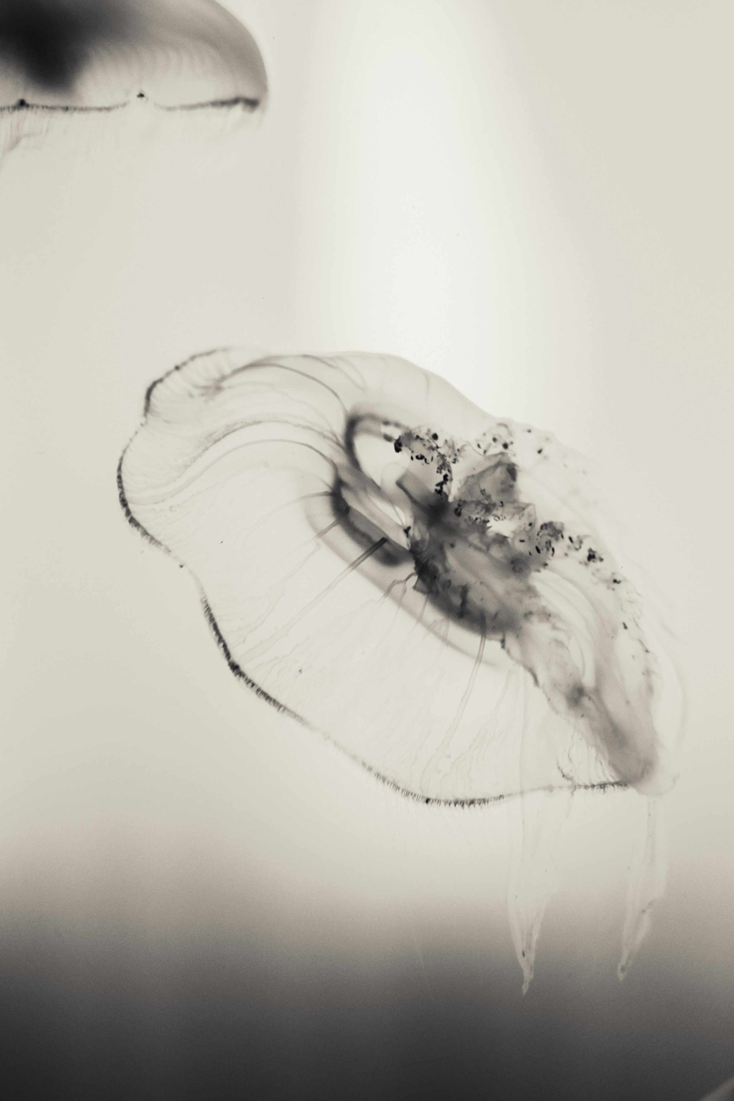 Dit is een close-up zwart-wit foto van een transparant, rundere schelp met dunne, fragiele lijnen en ingewikkelde patronen.