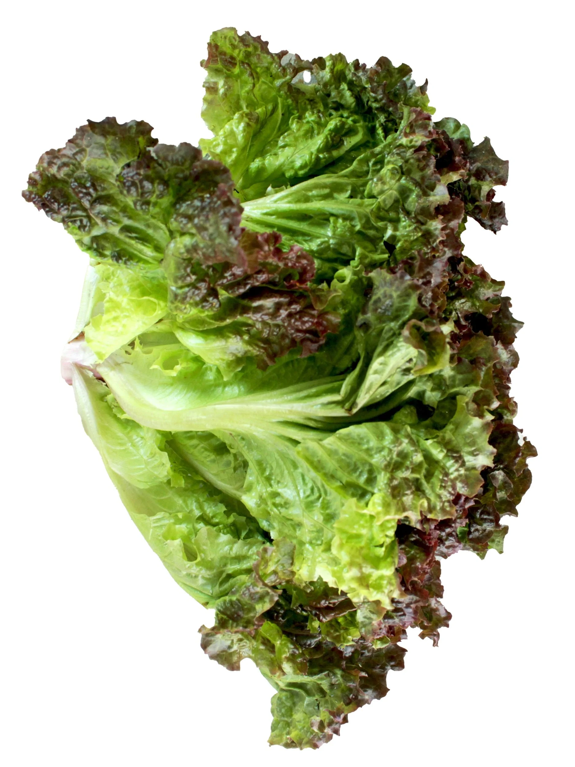 Lechuga Roja.jpg