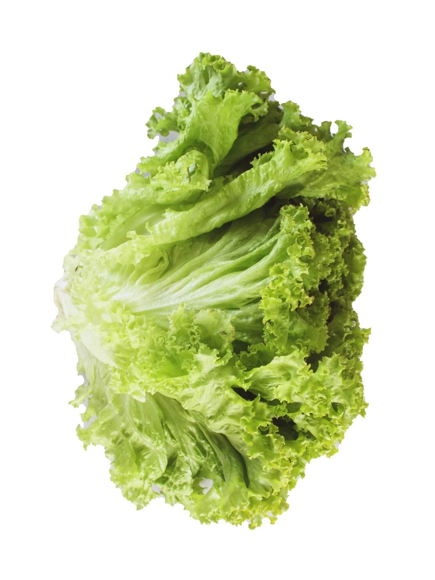 Lechuga Rizada 2.jpg