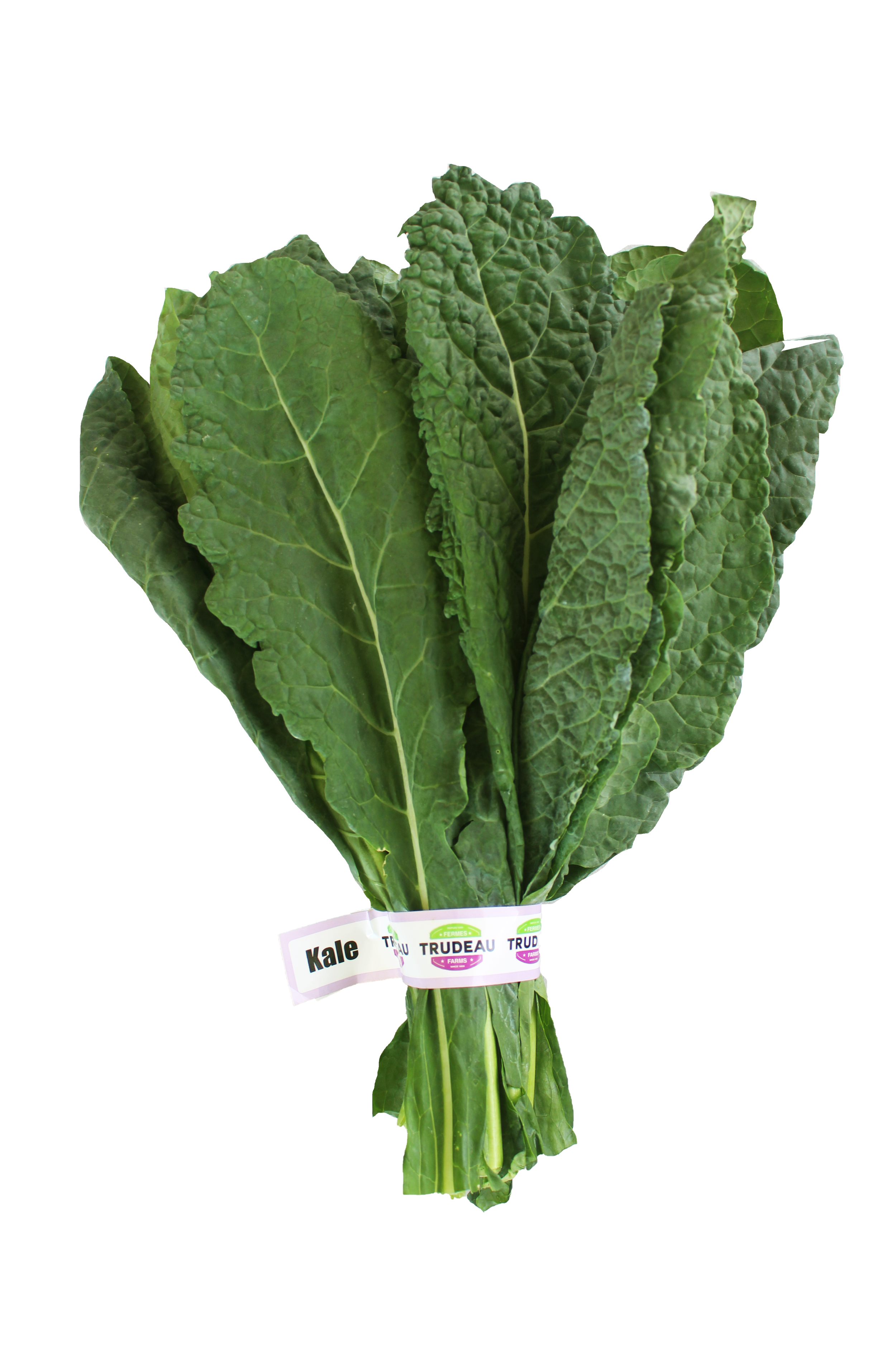 Kale negro.png