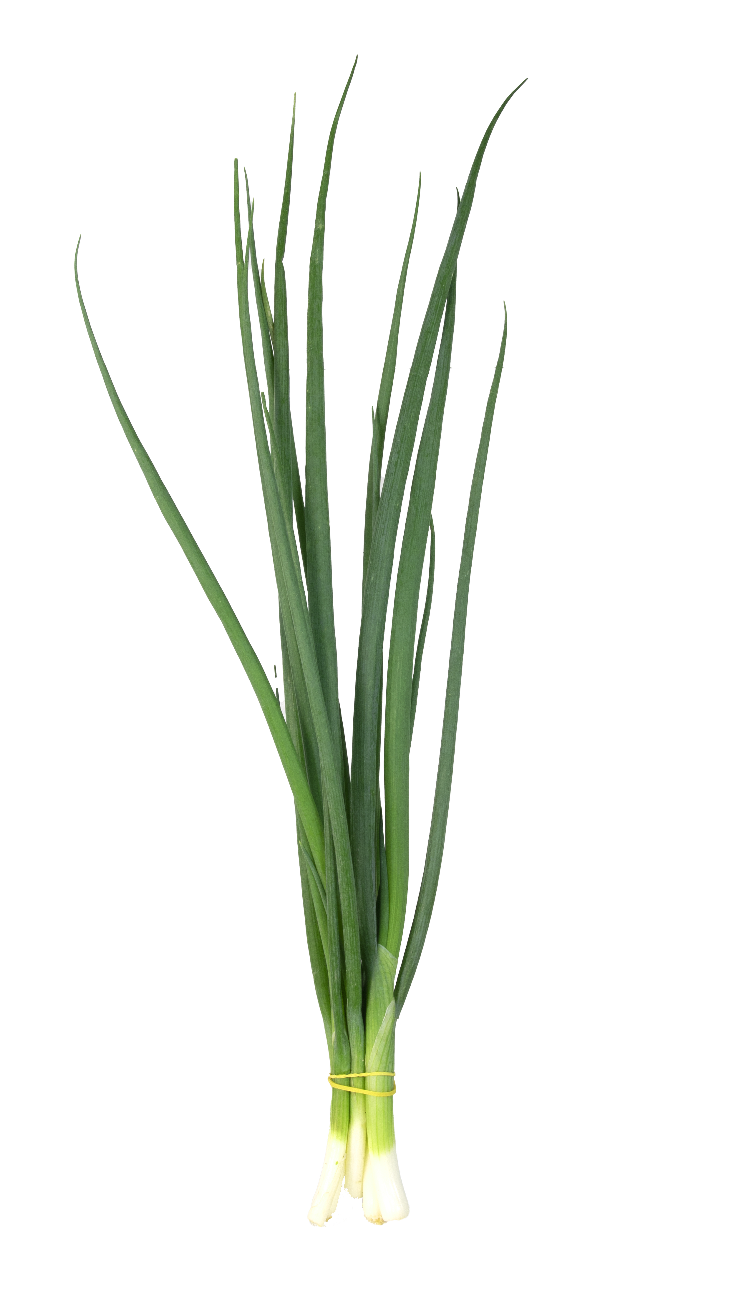 PUERRO FINO AL GRANEL .png