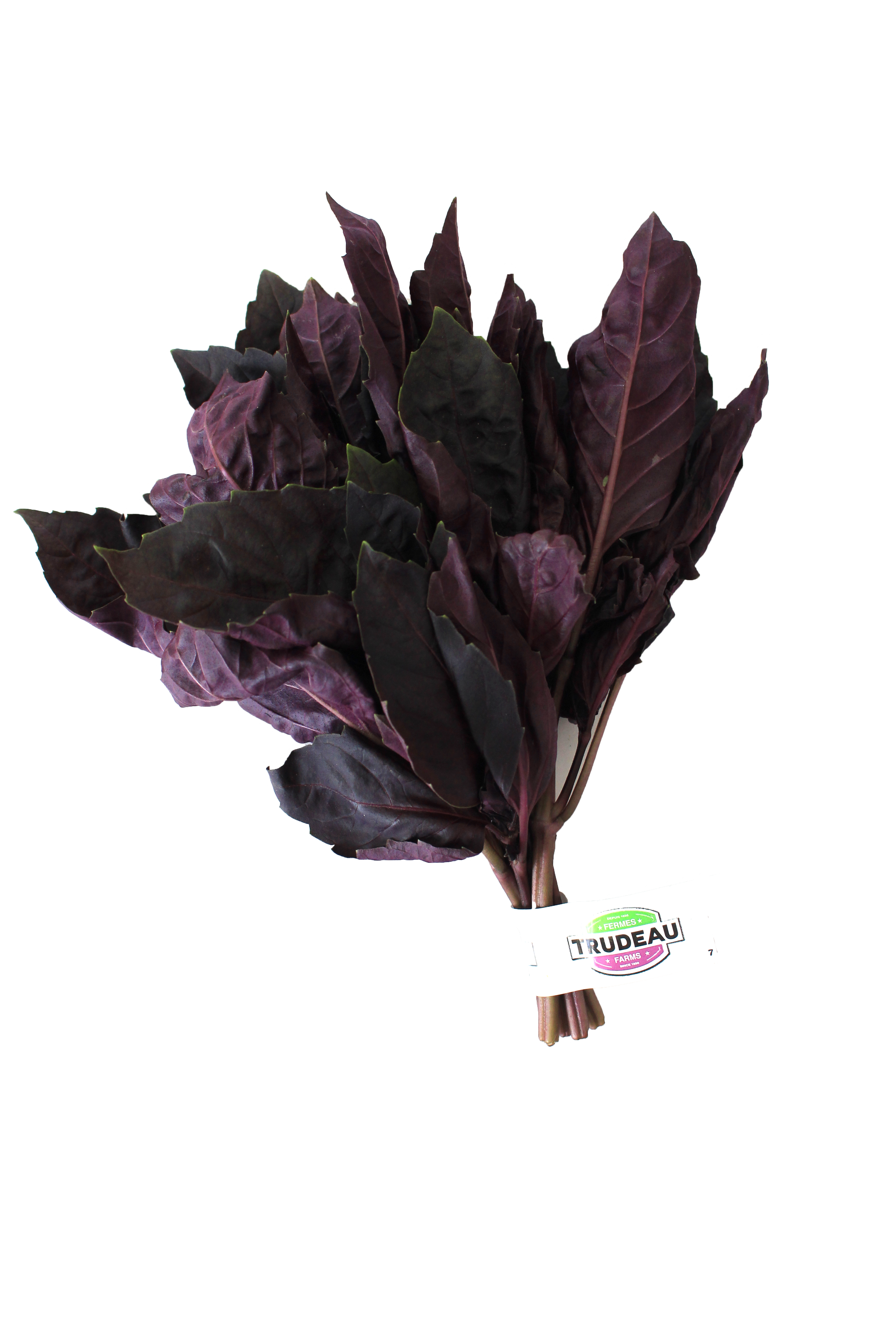 Albahaca Morada.png
