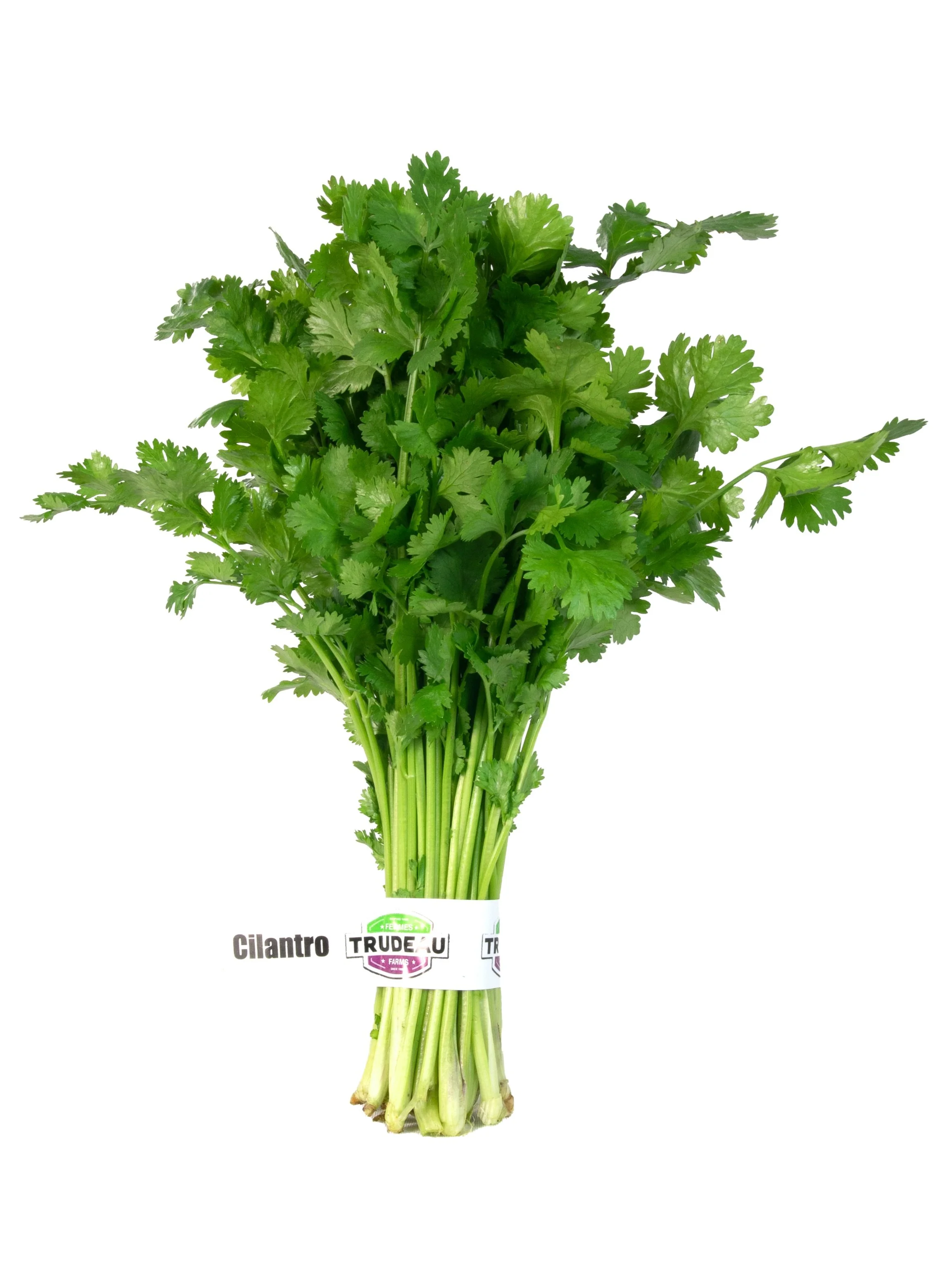CILANTRO AL GRANEL .jpg