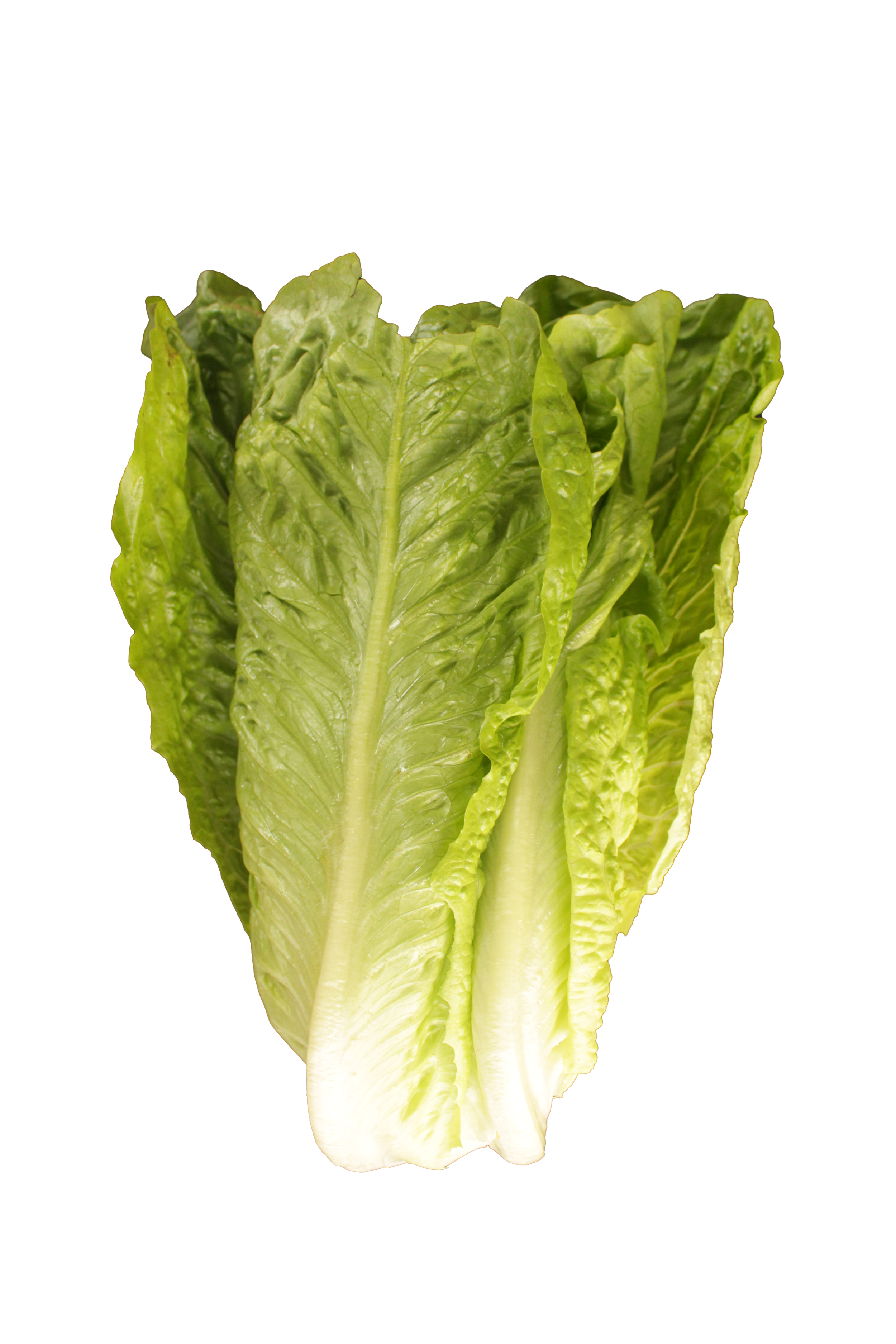Lechuga Romana.png