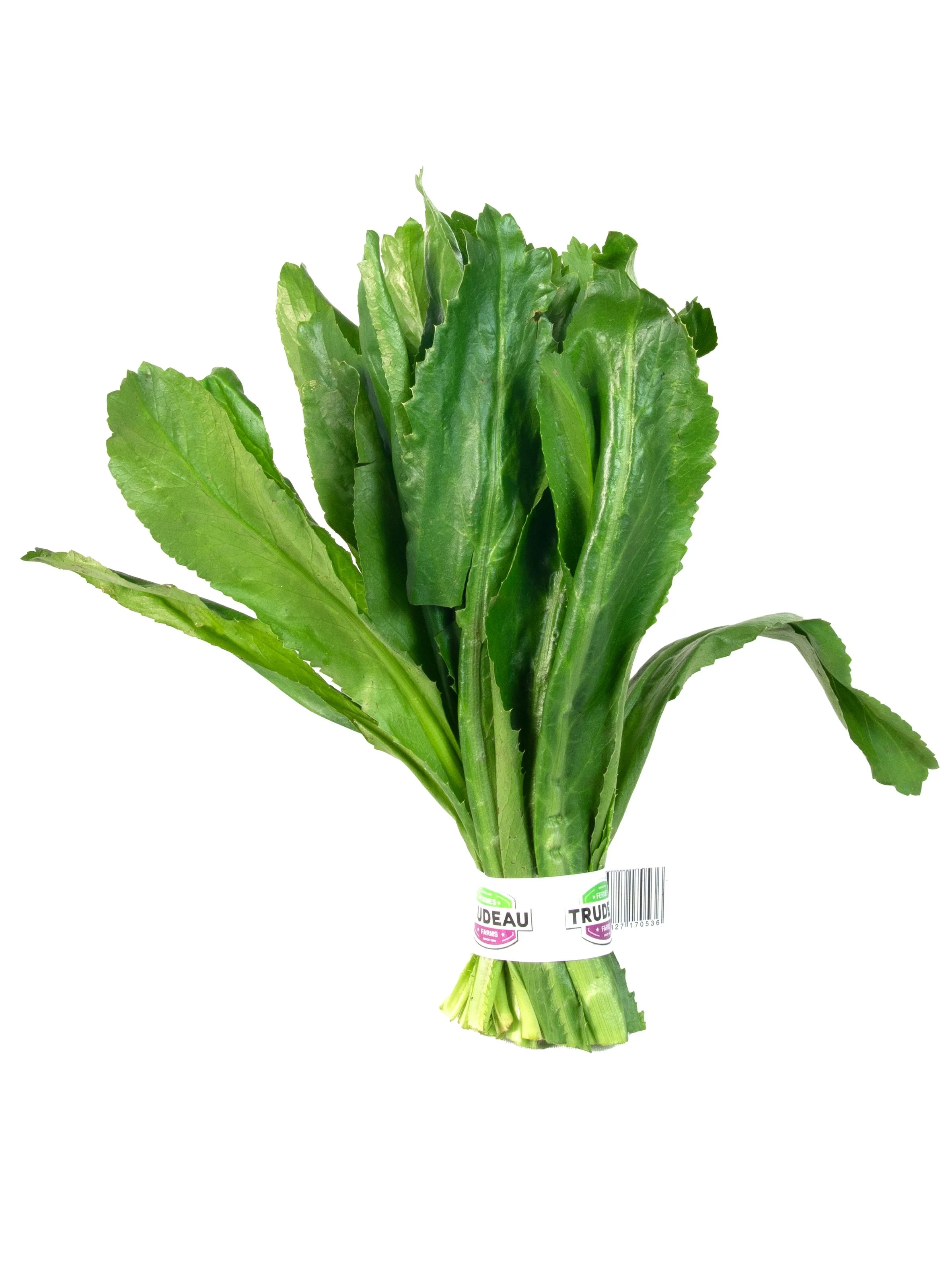 CILANTRO ANCHO AL GRANEL  (1).jpg