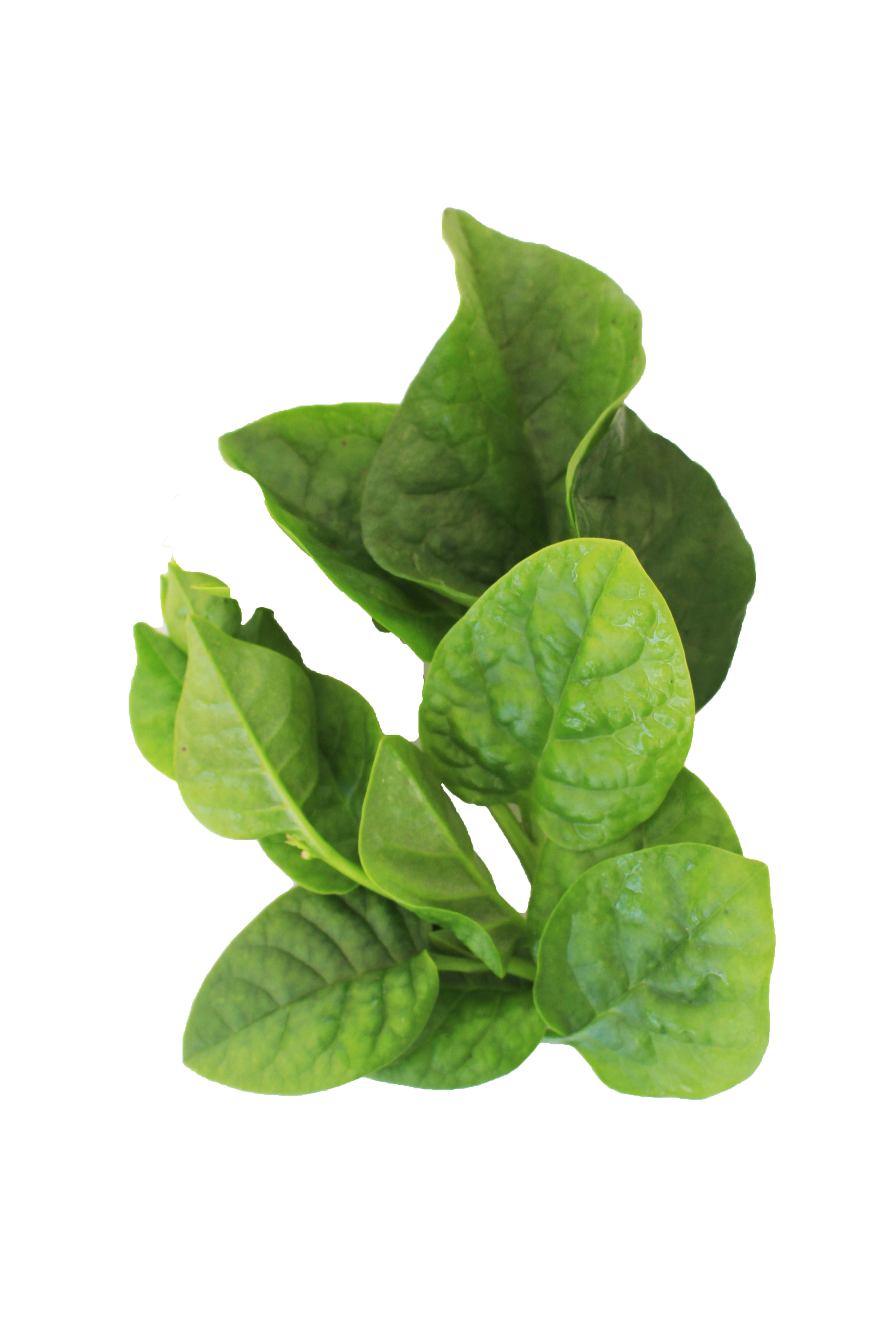 Espinaca malabar.png