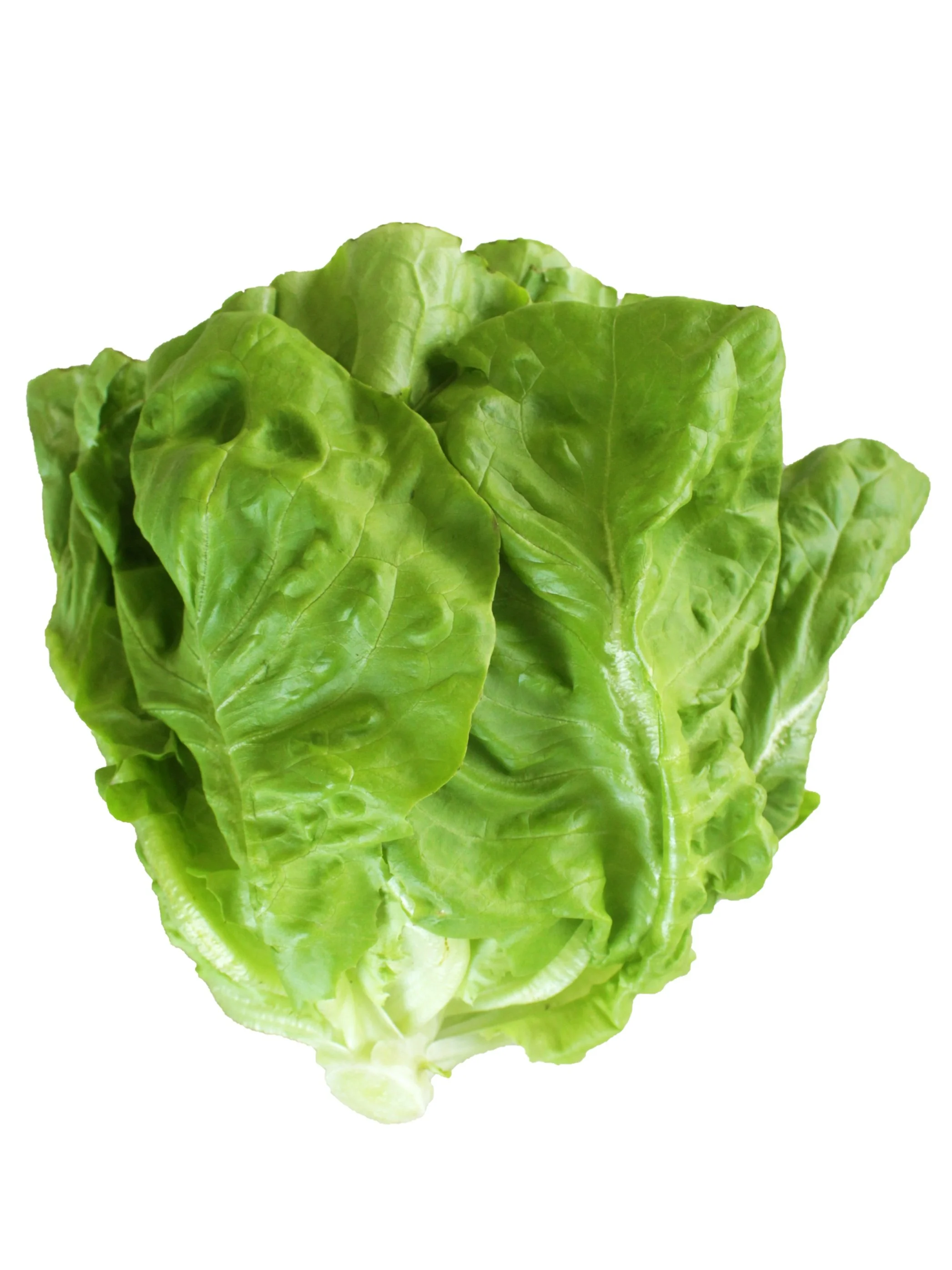 lechuga boston.jpg