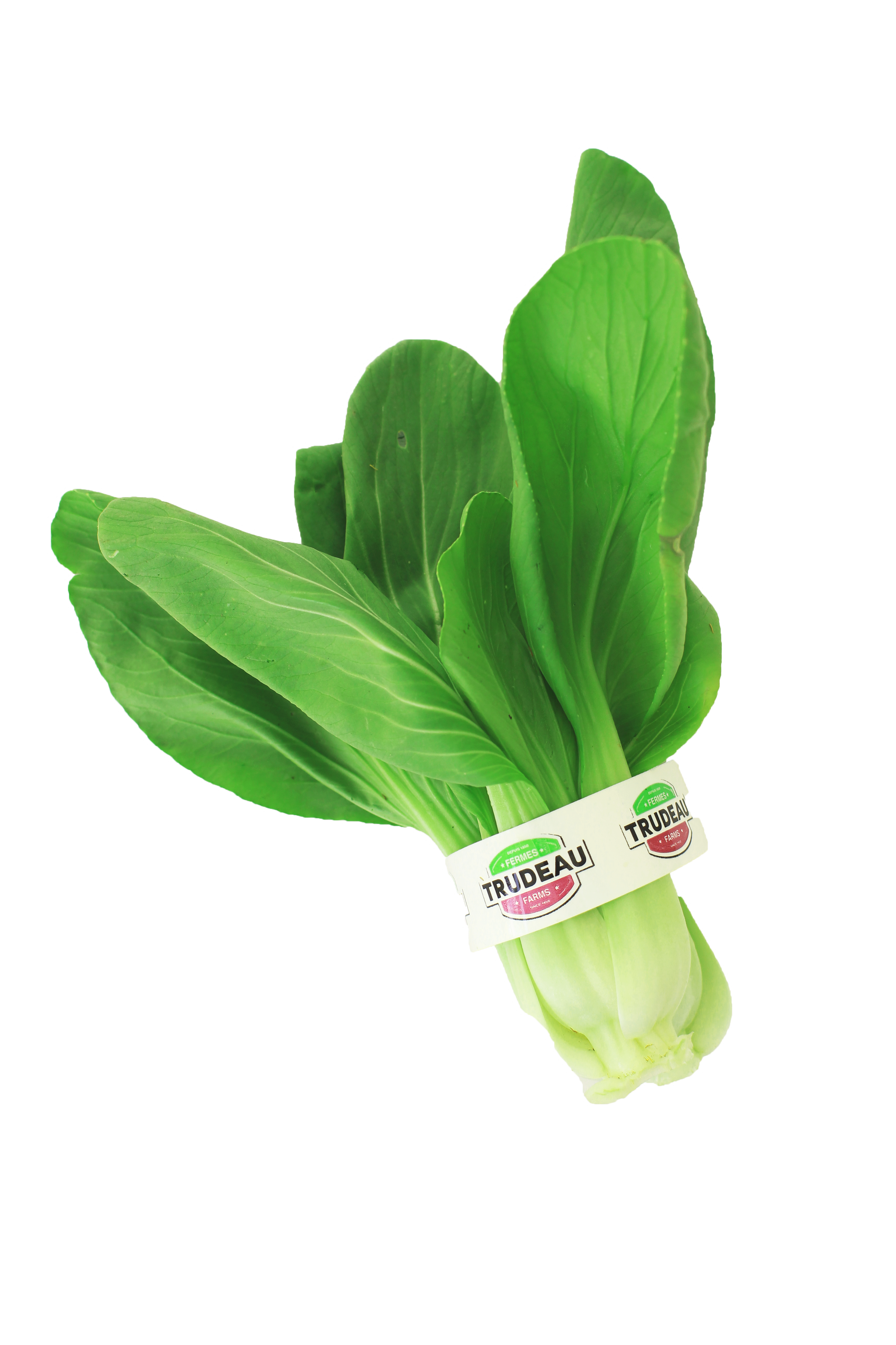 Bok Choy.png