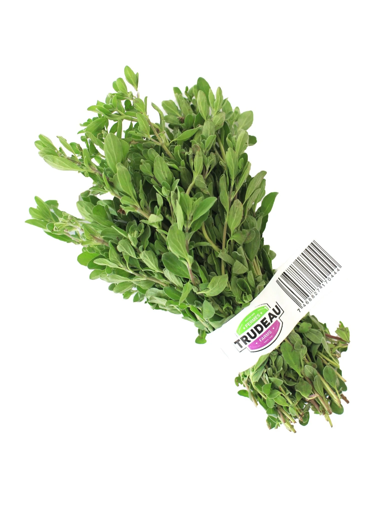Oregano.jpg