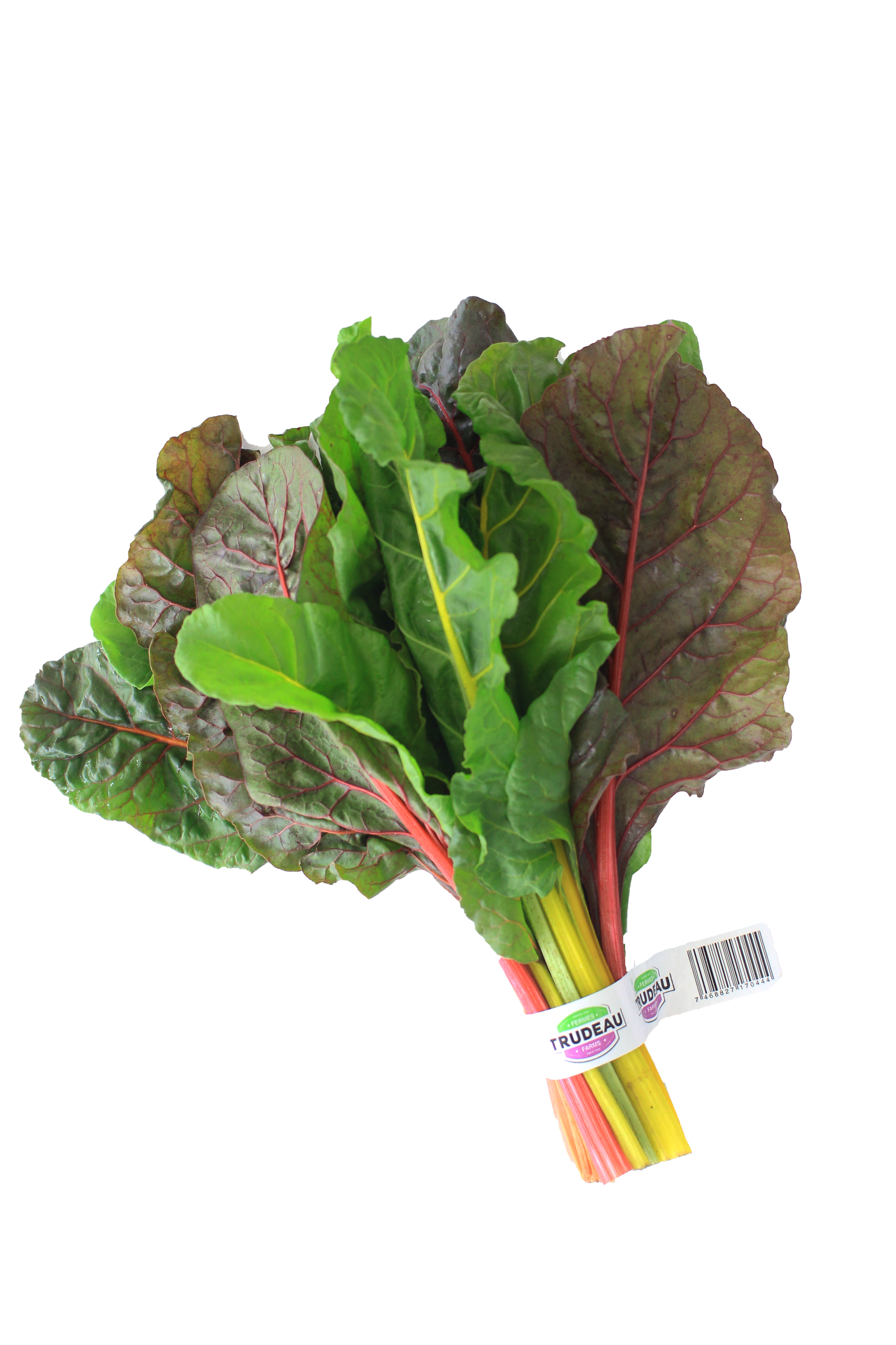 Acelga Tricolor.png