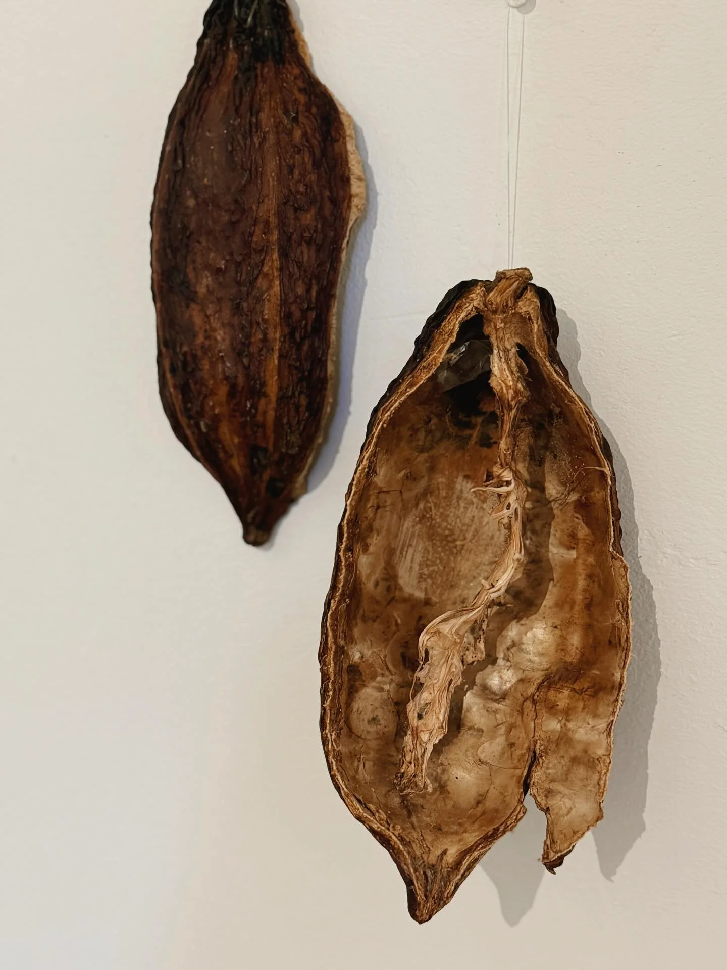 When Miss Carmen&rsquo;s 3 year old class came back from holiday break, they talked about their favorite memories from the time off. Chocolate became the star of the discussion, so they decided to deepen the investigation of chocolate over the next f