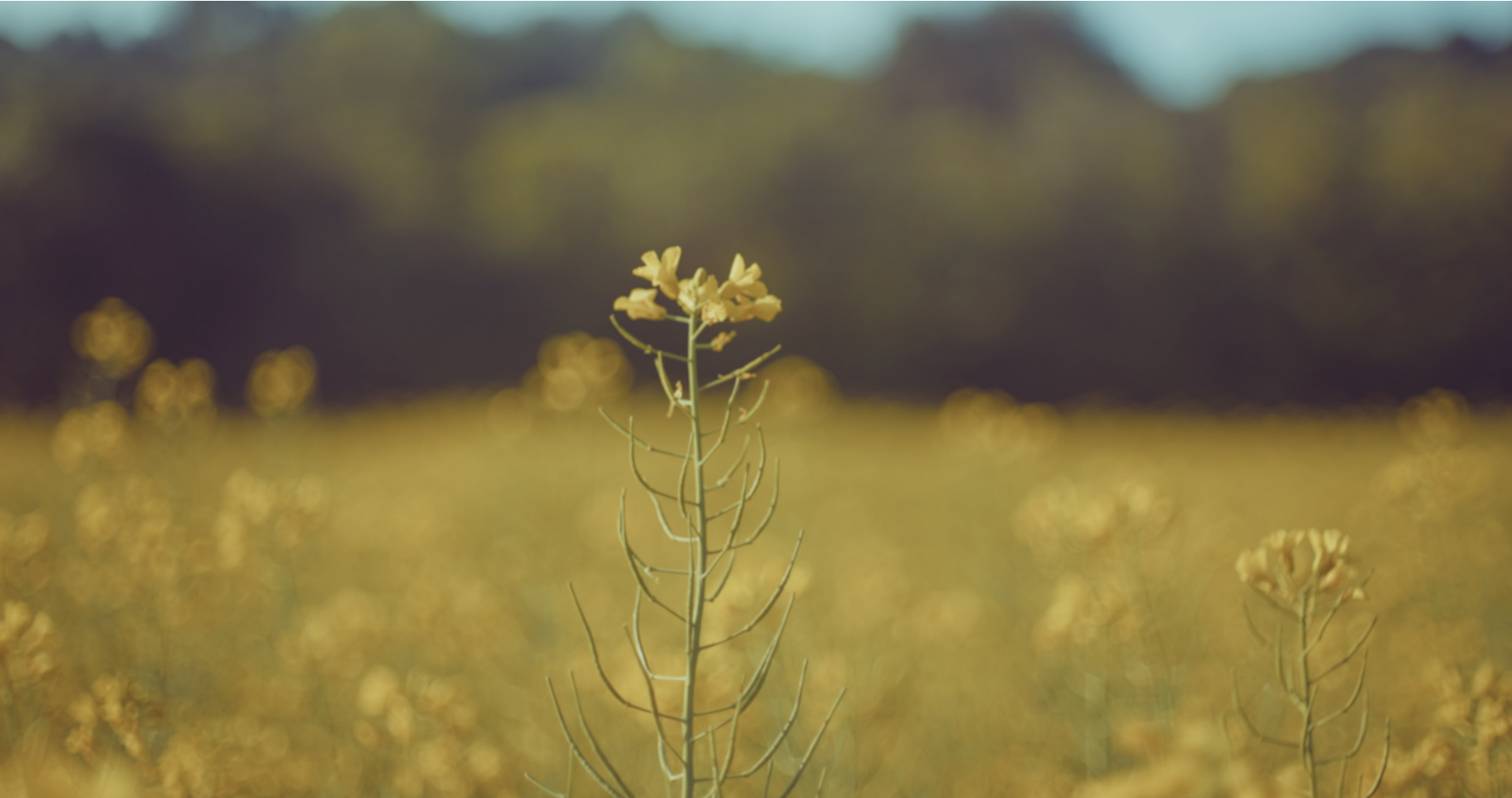 Poetry and documentary filmmaking