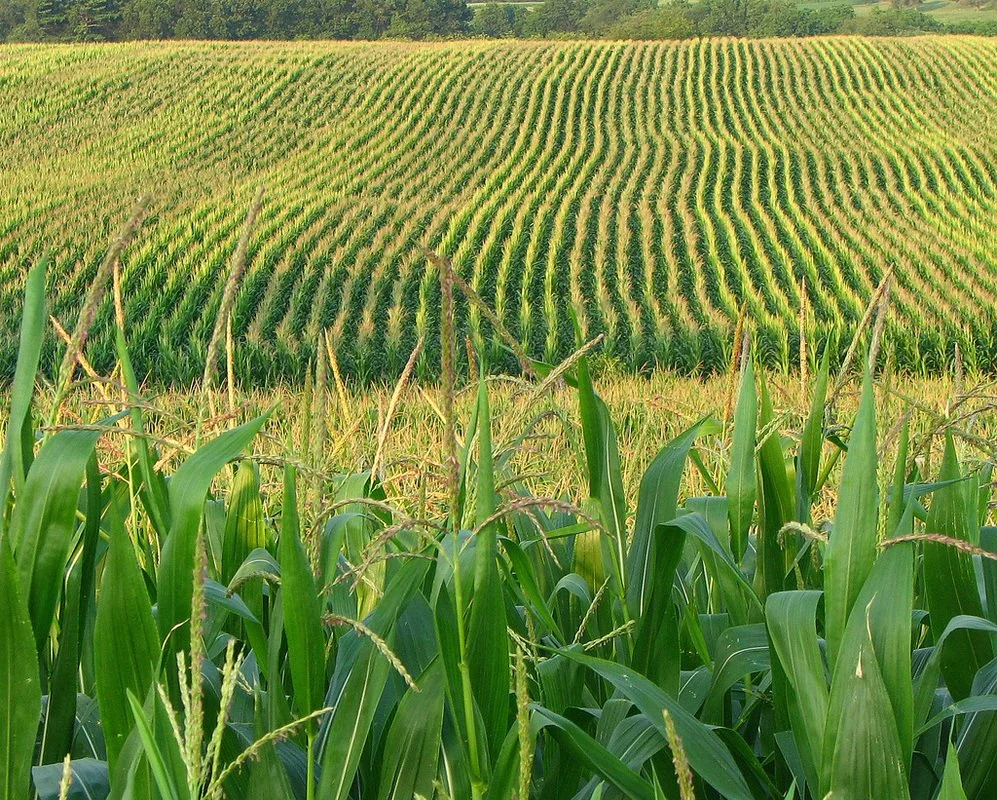 SYRACUSE, NY - Westcott Corn Party w/ Alison & Zoe