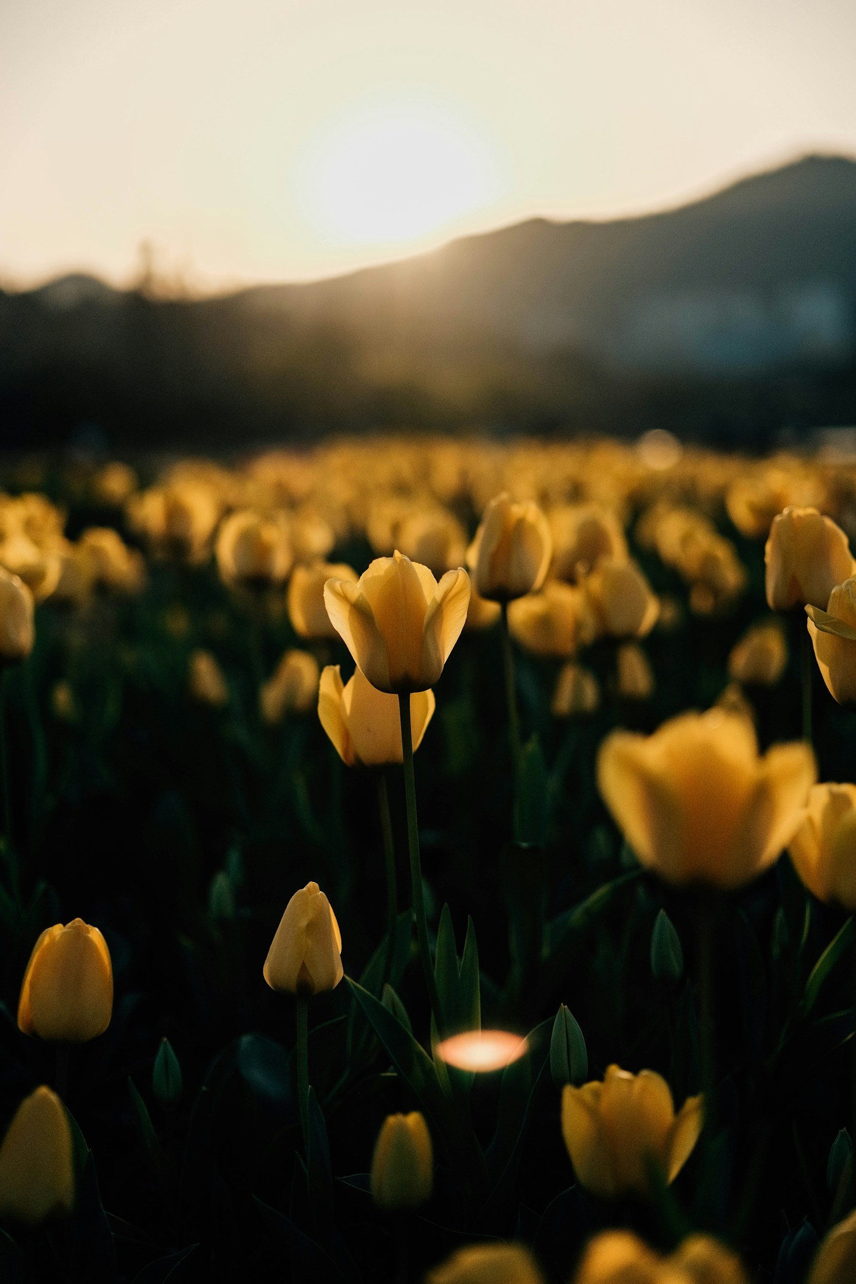 Field of yellow tulips at sunset with mountains in the background.